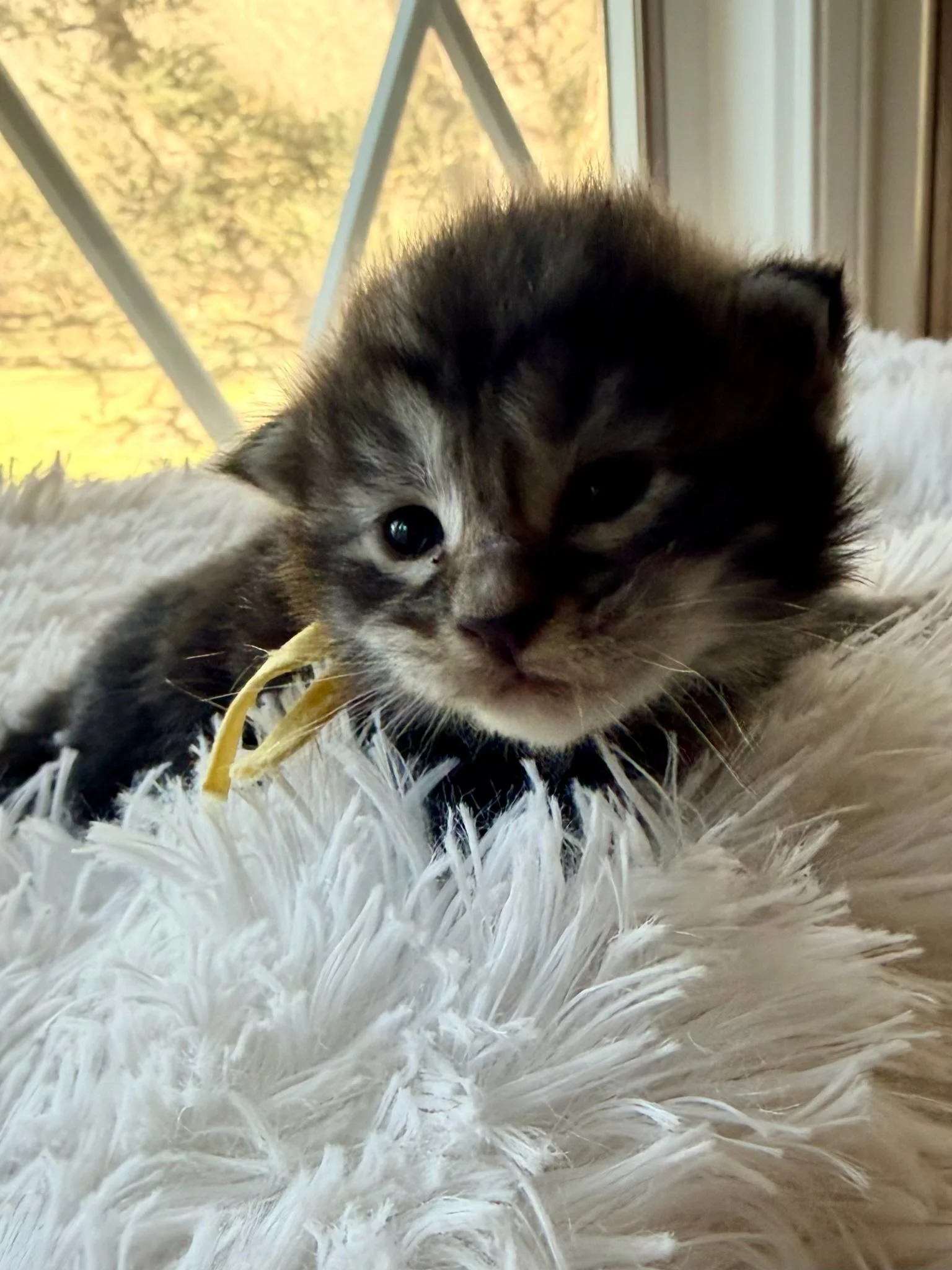 Macintosh, 2 weeks old