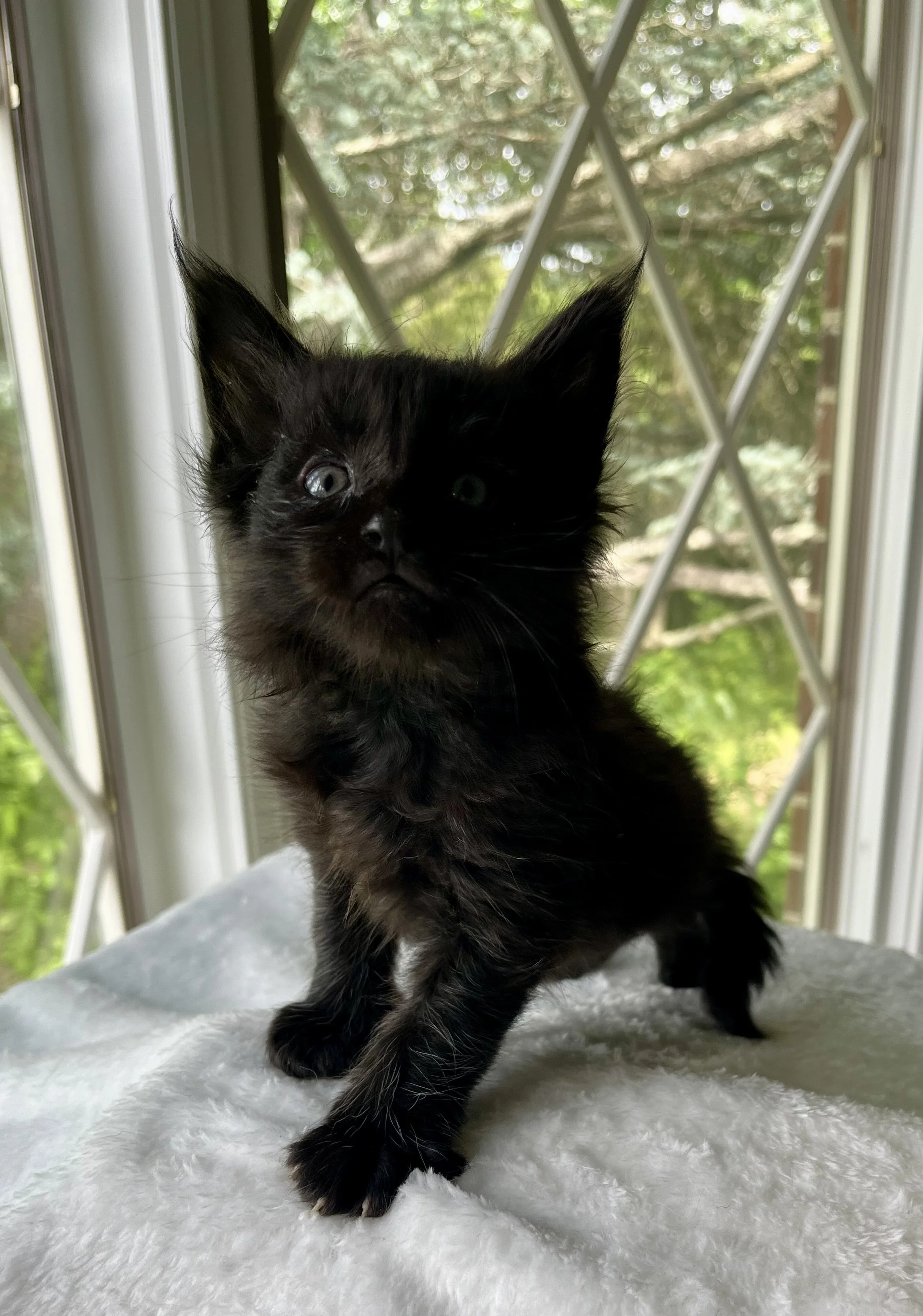 Jasper- Male Black Maine Coon kitten - 5 weeks old- Born April 12, 2025 to Ember and Katahdin