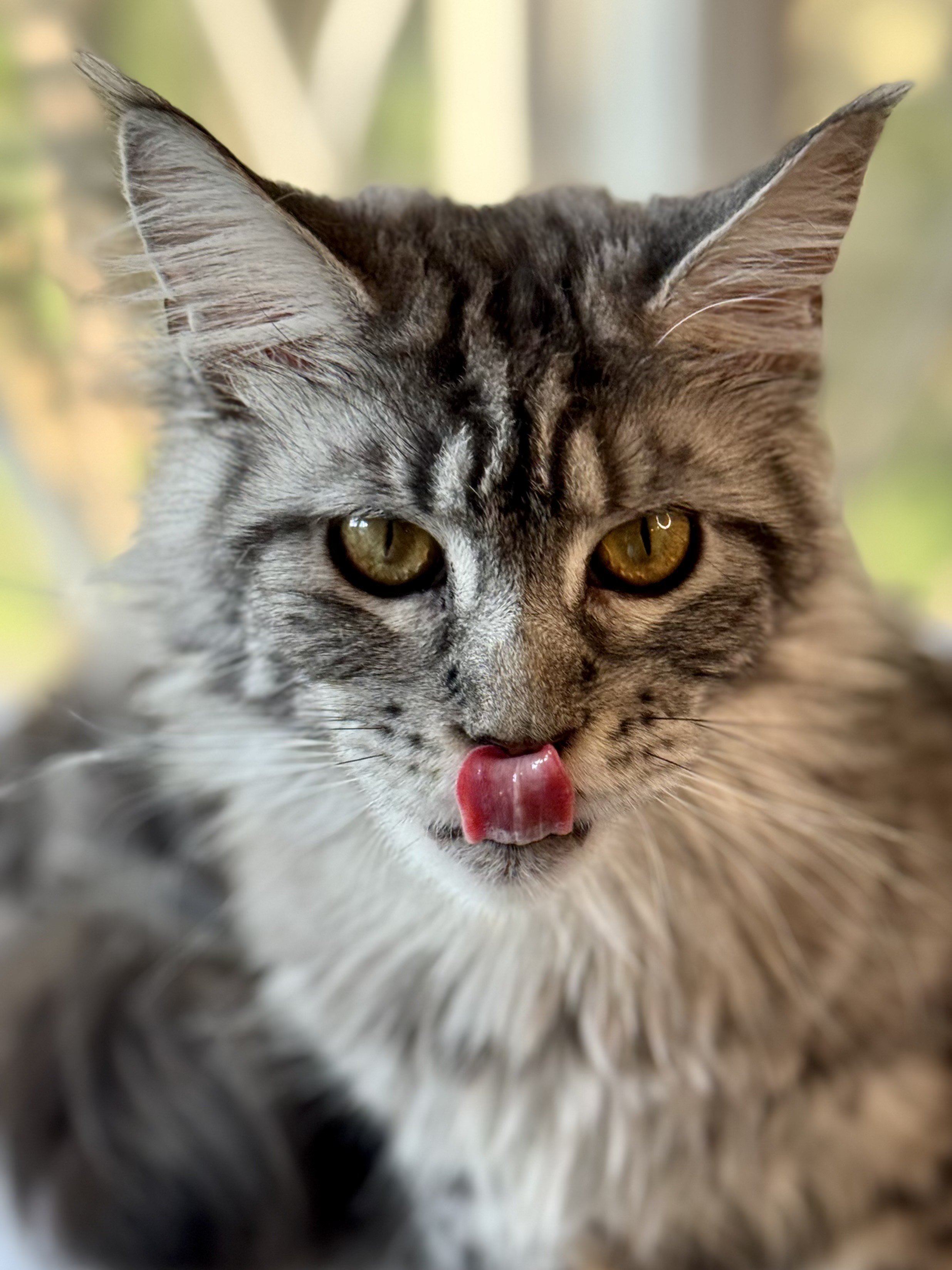 Aurora is a dignified Maine Coon queen, but even the most dignified look silly sometimes :)