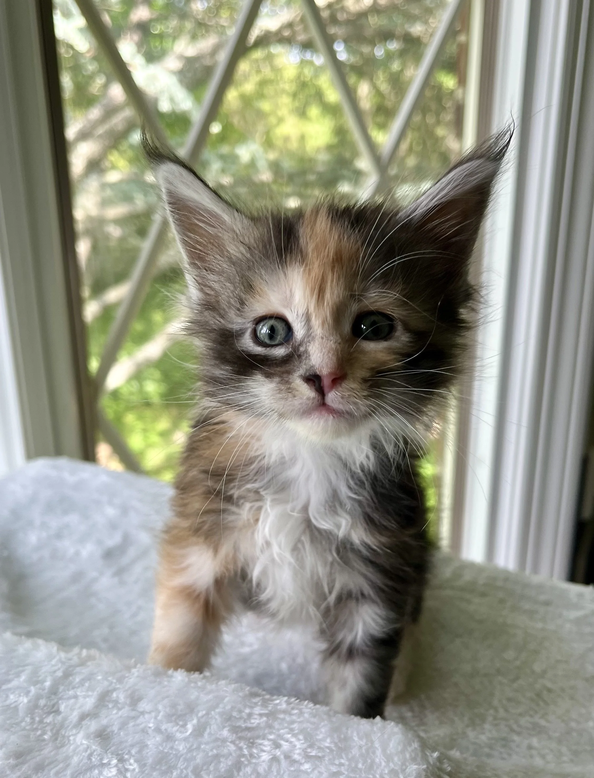 Sapphire. Female. Black Smoke Calico Maine Coon kitten- 5 weeks old. Born April 12, 2025 to Ember and Katahdin.