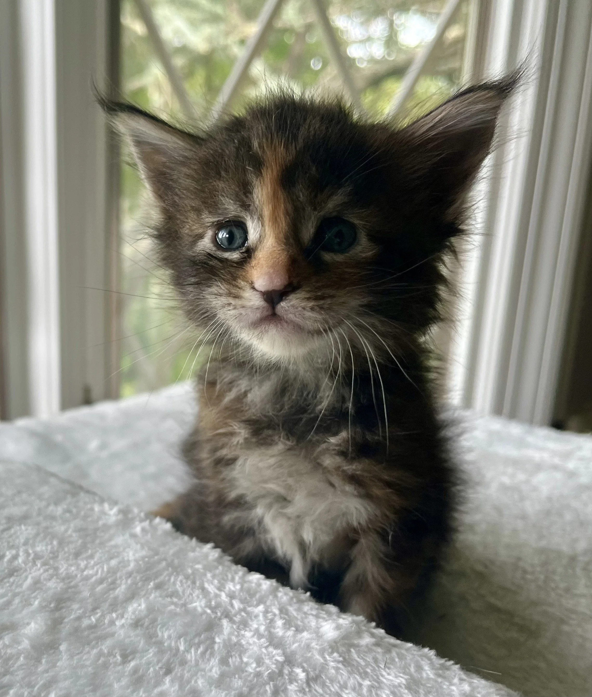 Garnet- Black Torbie Maine Coon- 4 weeks old- Female