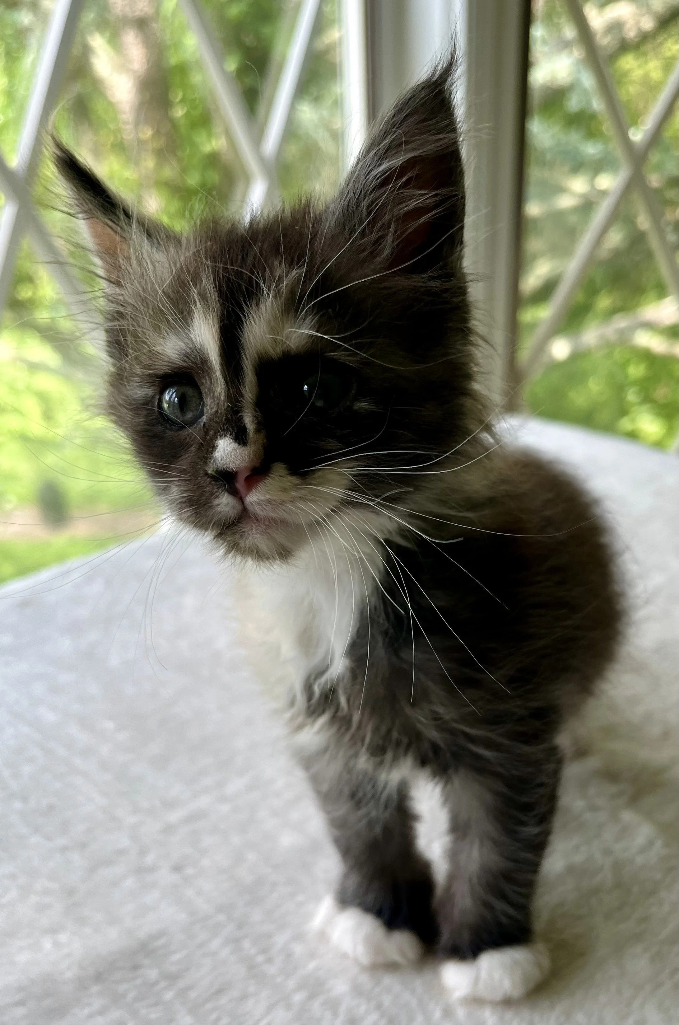 Pearl: Female. Black Smoke Calico Maine Coon kitten- 7 weeks old. Born April 12, 2025 to Ember and Katahdin.