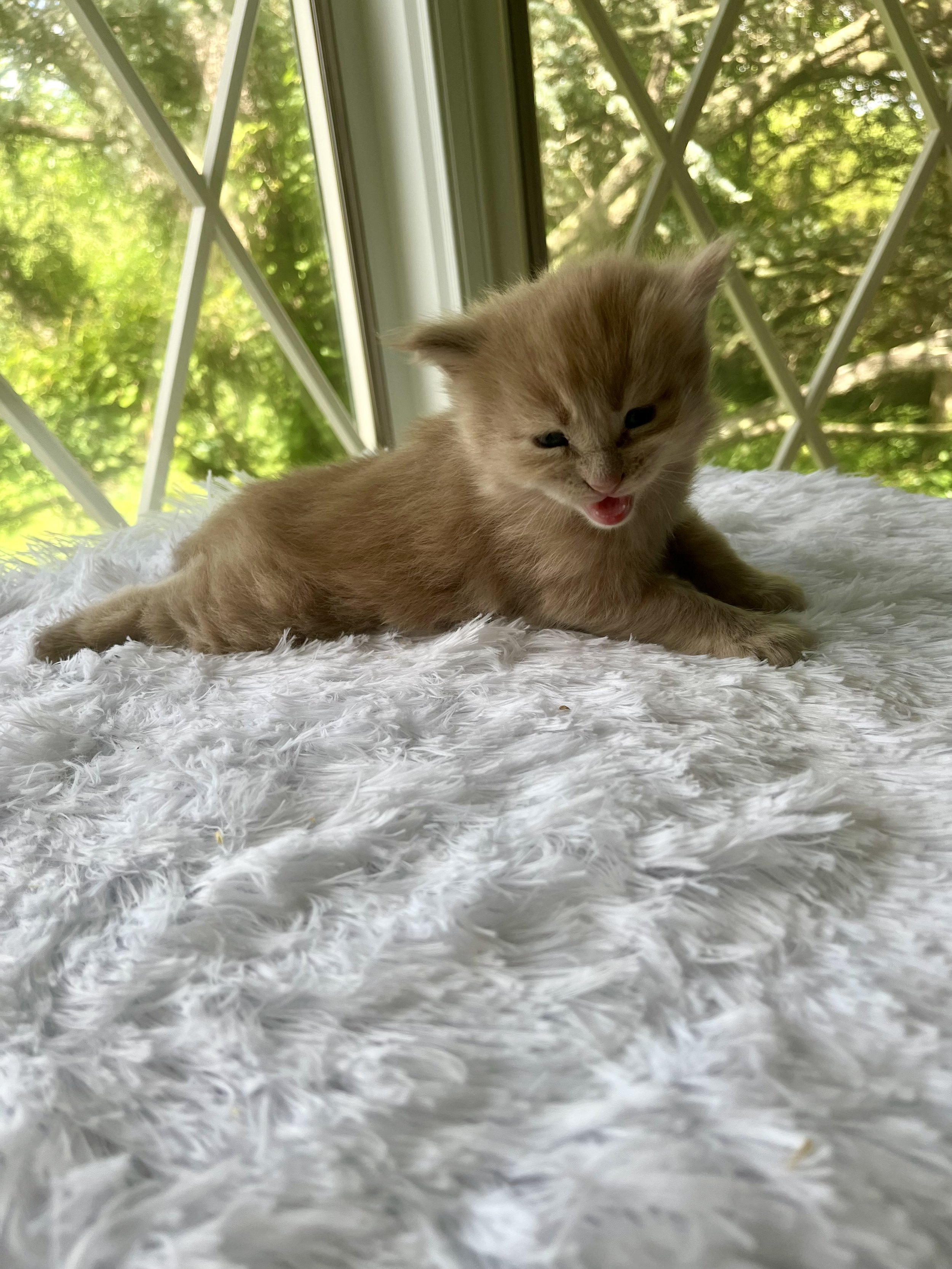 Sunny. Red male Maine Coon kitten- 3 weeks old. Born May 25, 2025 to Jenna and Katahdin.