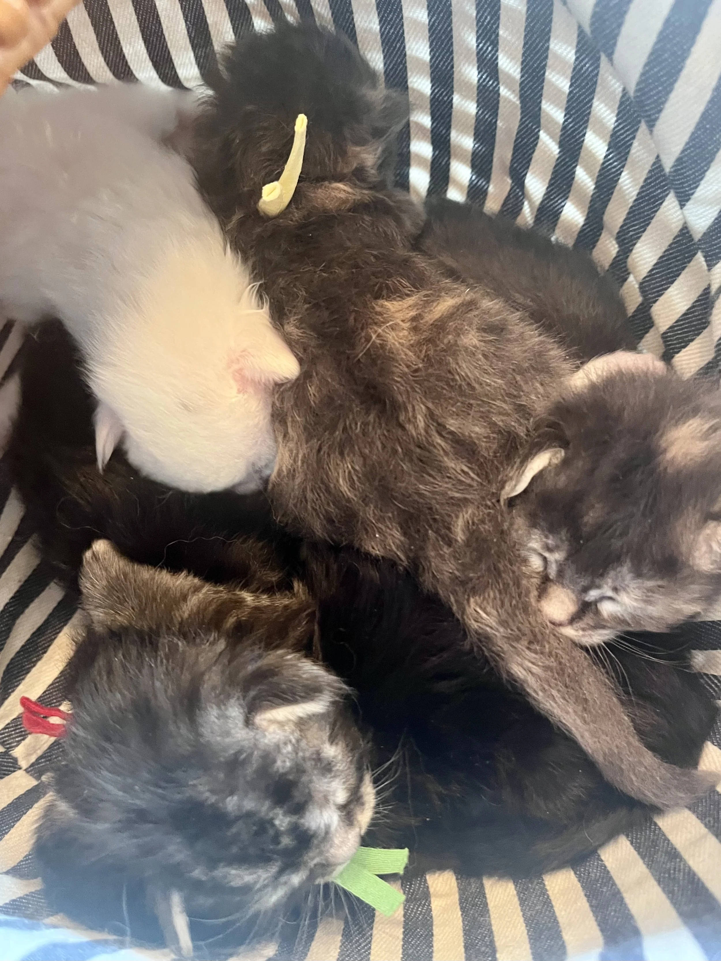 Litter of Maine Coon kittens snuggle in a basket with a striped liner