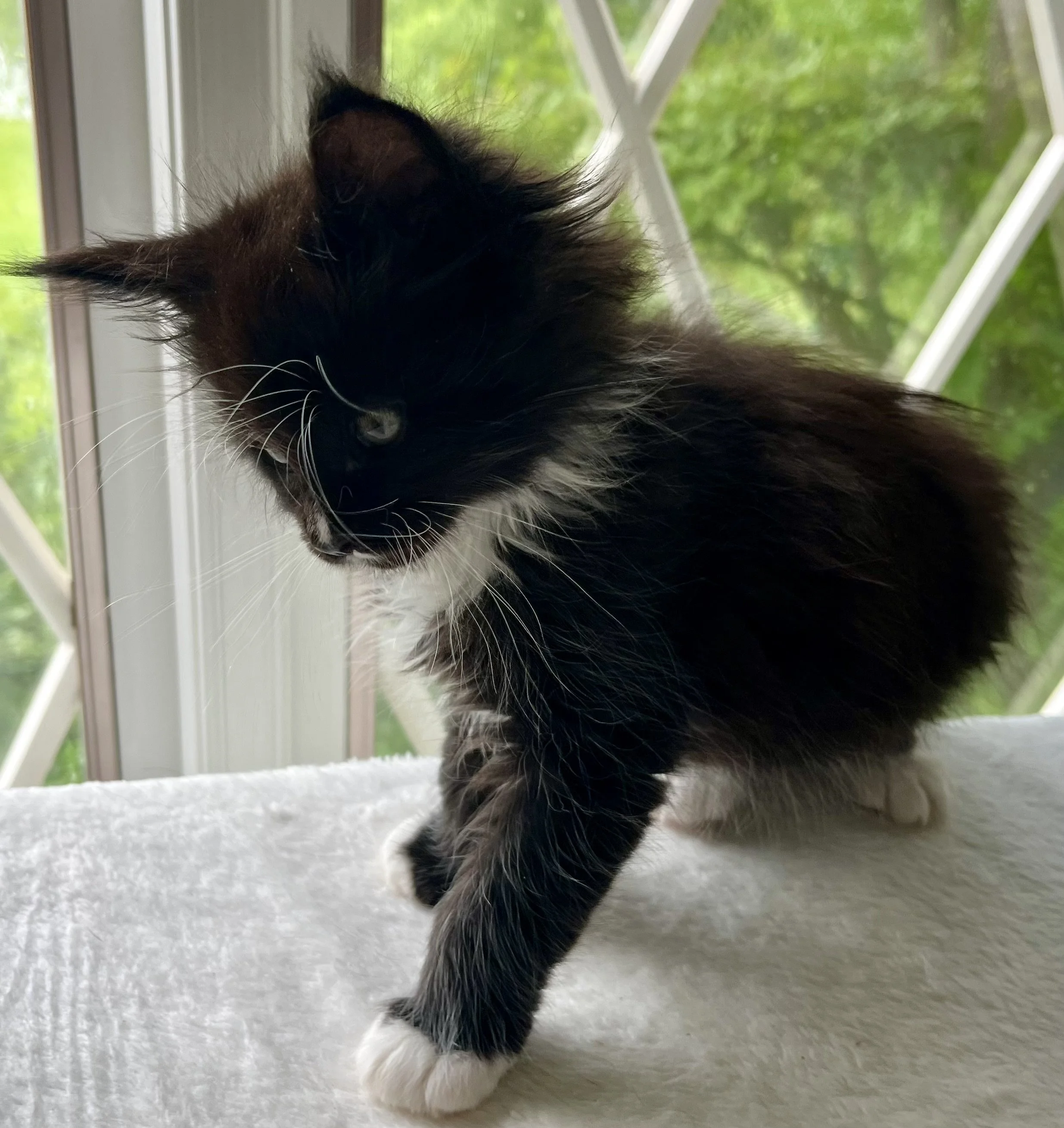 Onyx. Male Black and White Maine Coon kitten- 7 weeks old. Born April 12, 2025 to Ember and Katahdin.