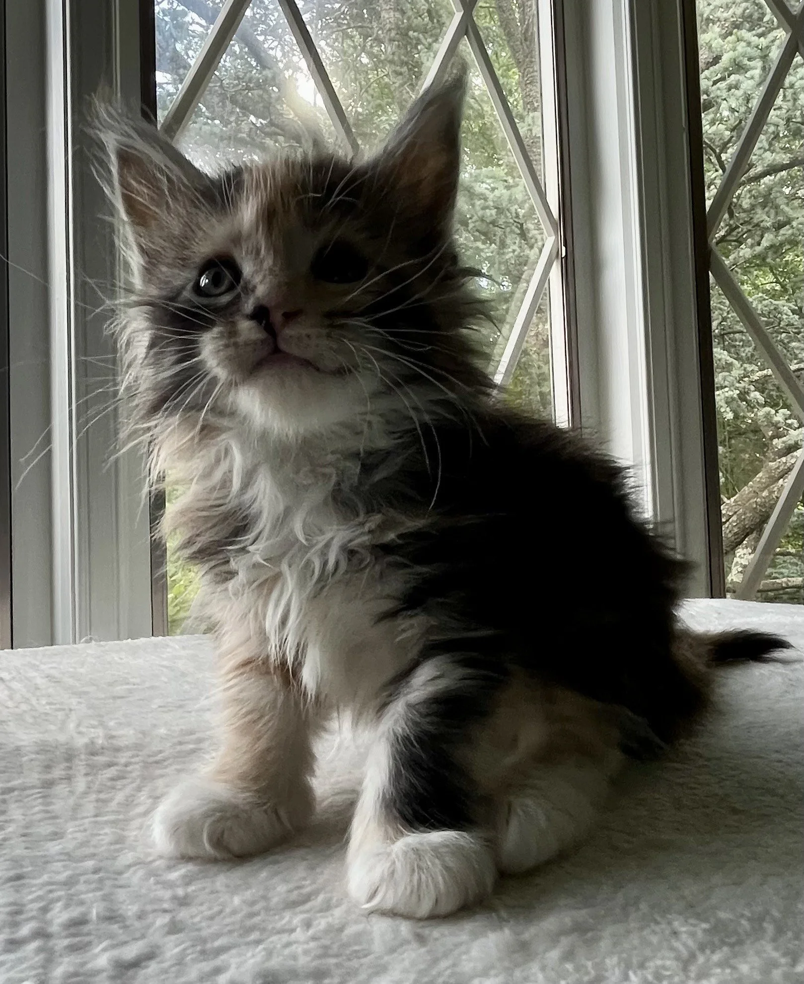 Sapphire. Female. Black Smoke Calico Maine Coon kitten- 6 weeks old. Born April 12, 2025 to Ember and Katahdin.