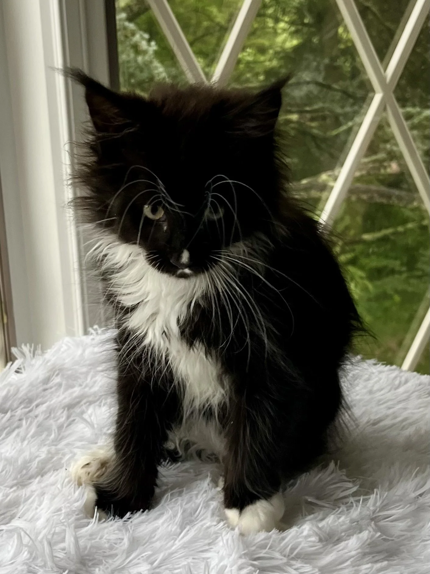 Onyx. Male Black and White Maine Coon kitten- 10 weeks old. Born April 12, 2025 to Ember and Katahdin.
