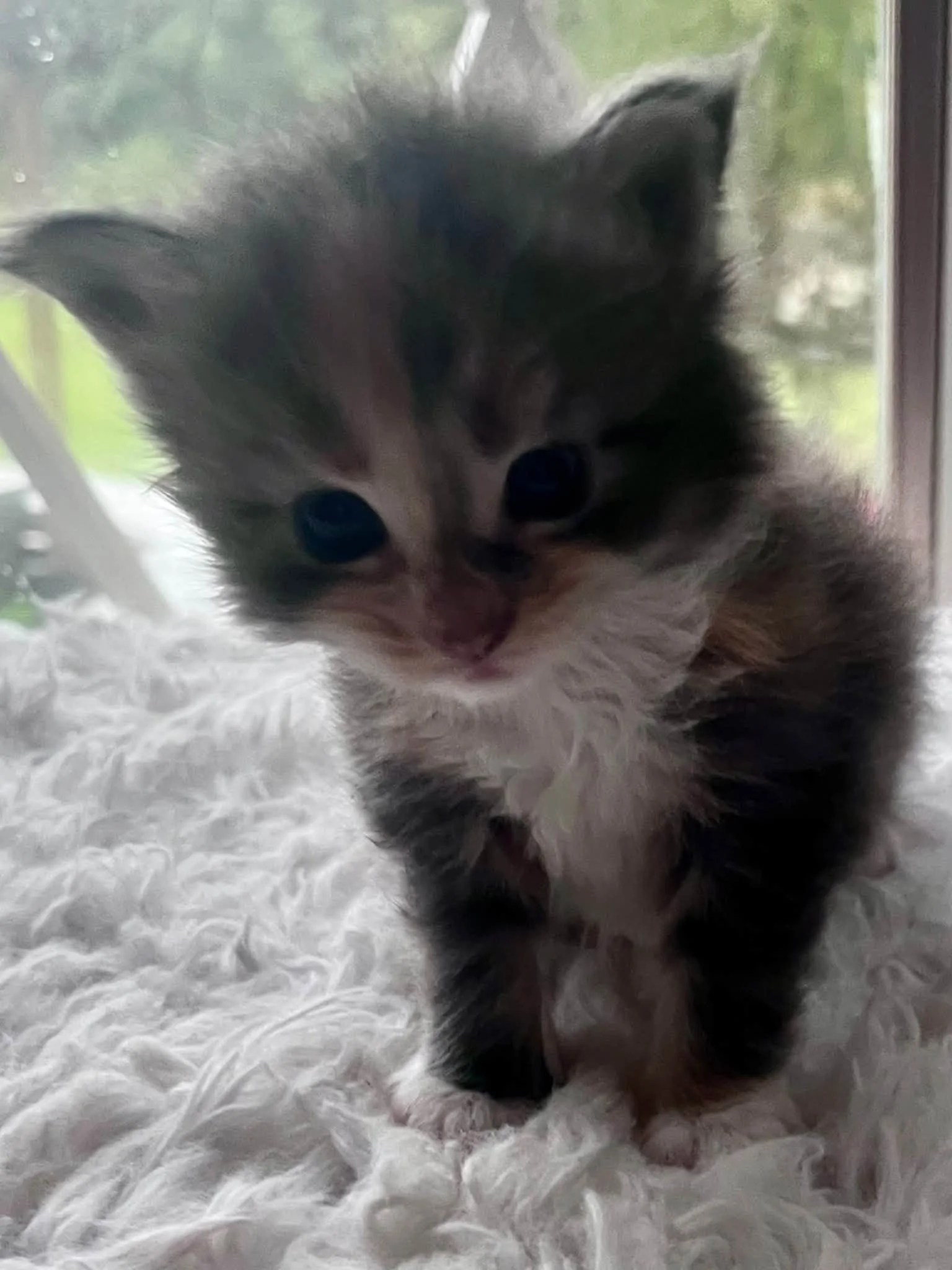 Buttercup 4 weeks