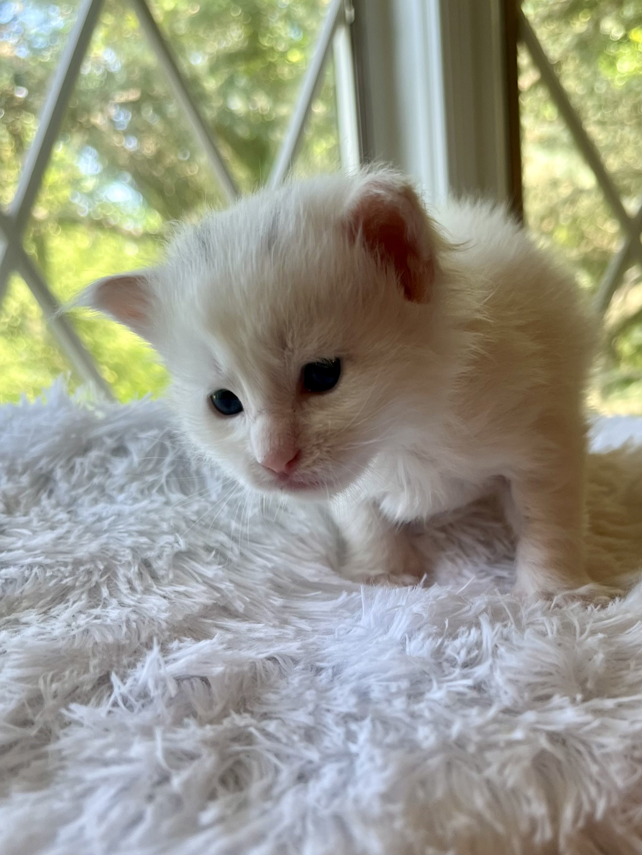 Peppermint. Male White (masking blue) Maine Coon kitten- 4 weeks old. Born June 16, 2025 to Lola and Katahdin.