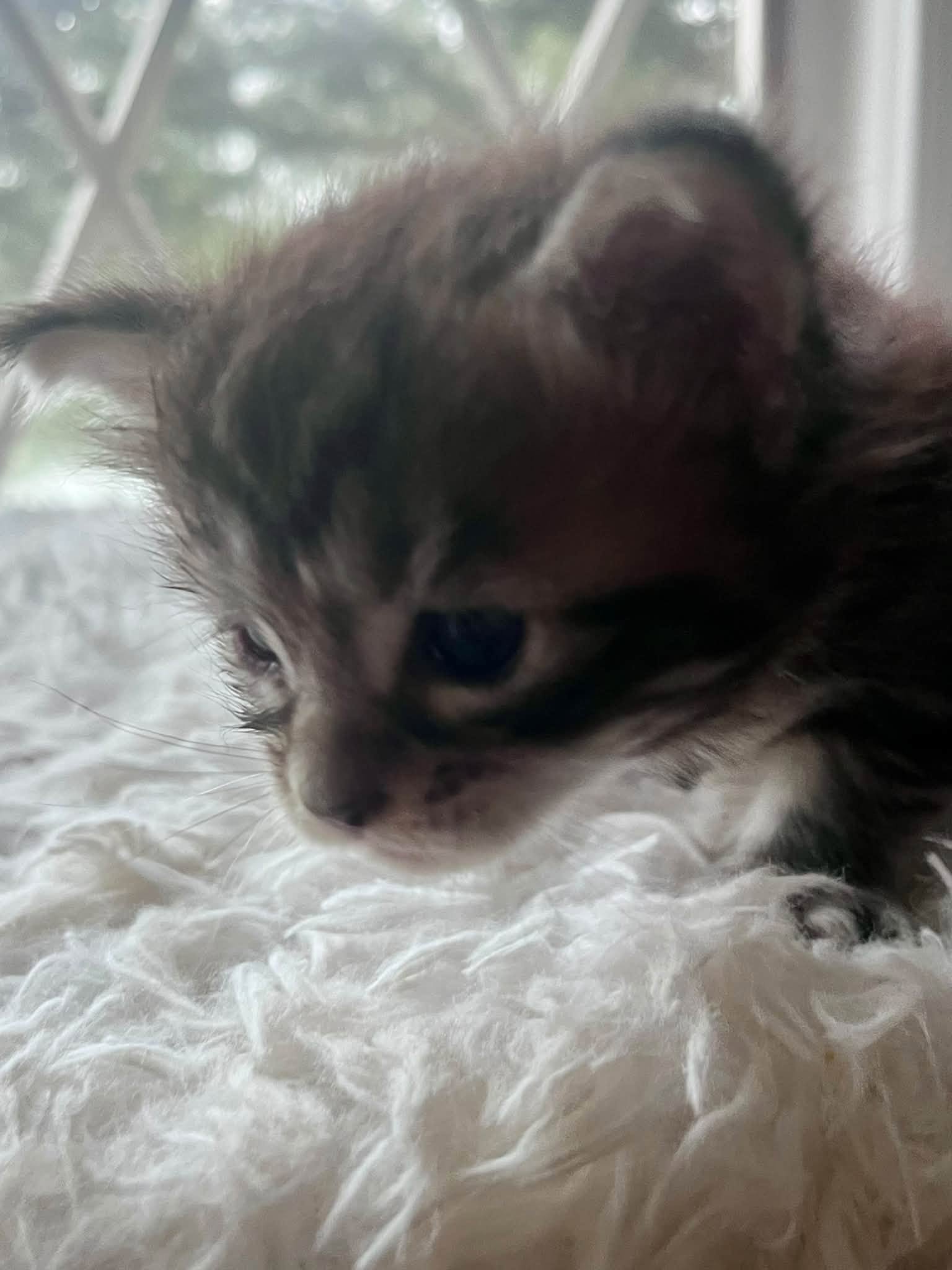 Acorn 4 weeks