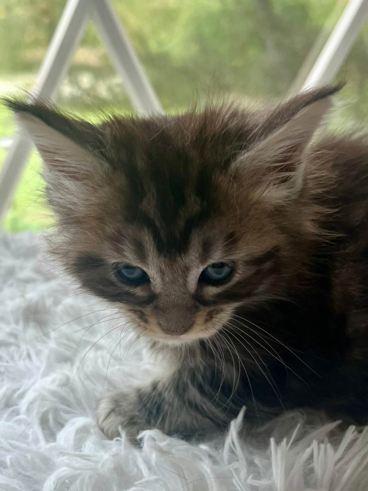 Acorn 5 weeks