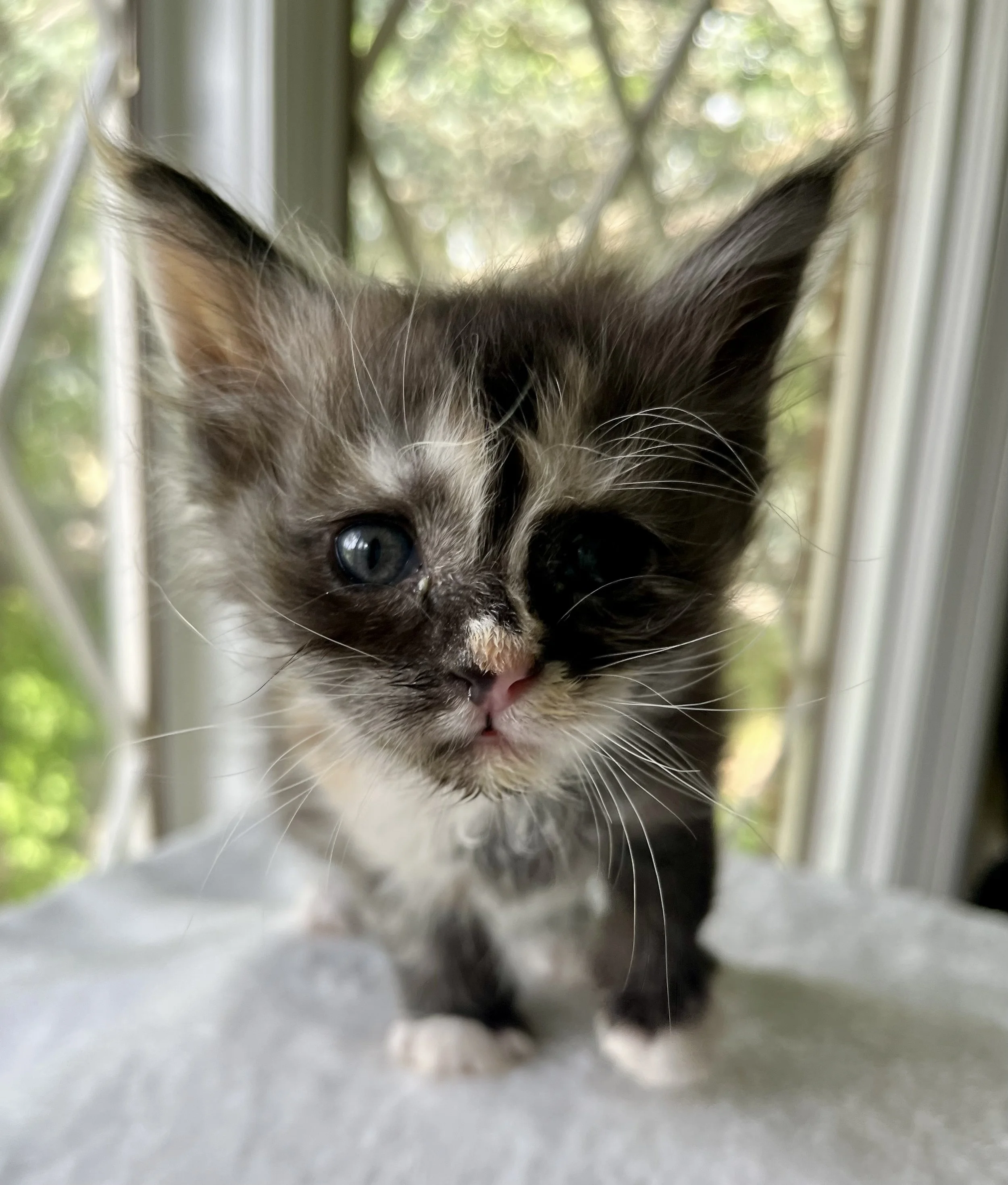 Pearl: Female. Black Smoke Calico Maine Coon kitten- 5 weeks old. Born April 12, 2025 to Ember and Katahdin.