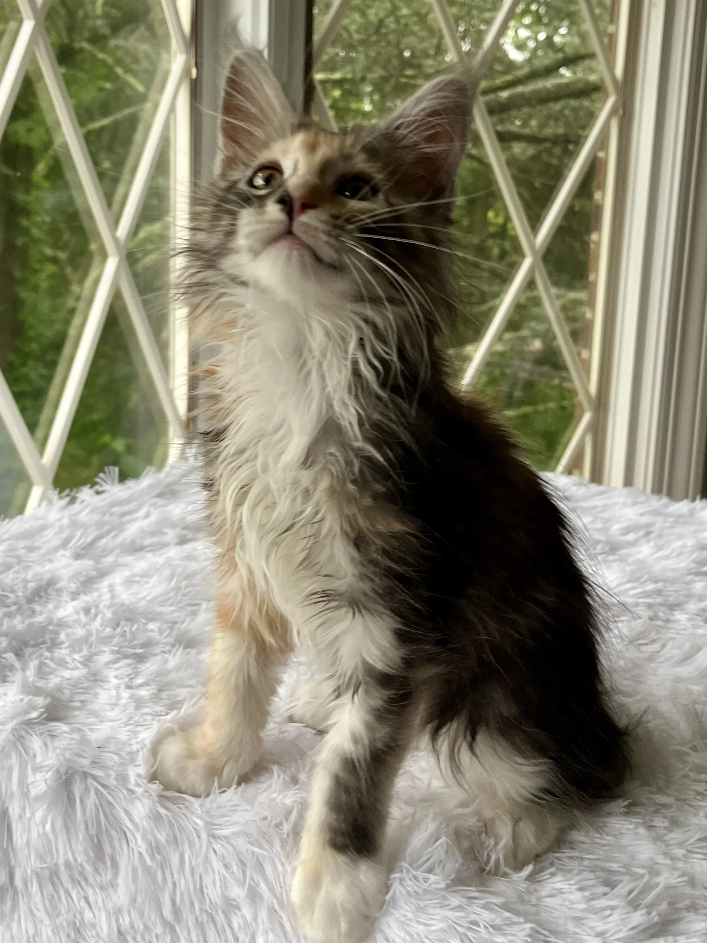 Sapphire. Female. Black Smoke Calico Maine Coon kitten- 10 weeks old. Born April 12, 2025 to Ember and Katahdin.
