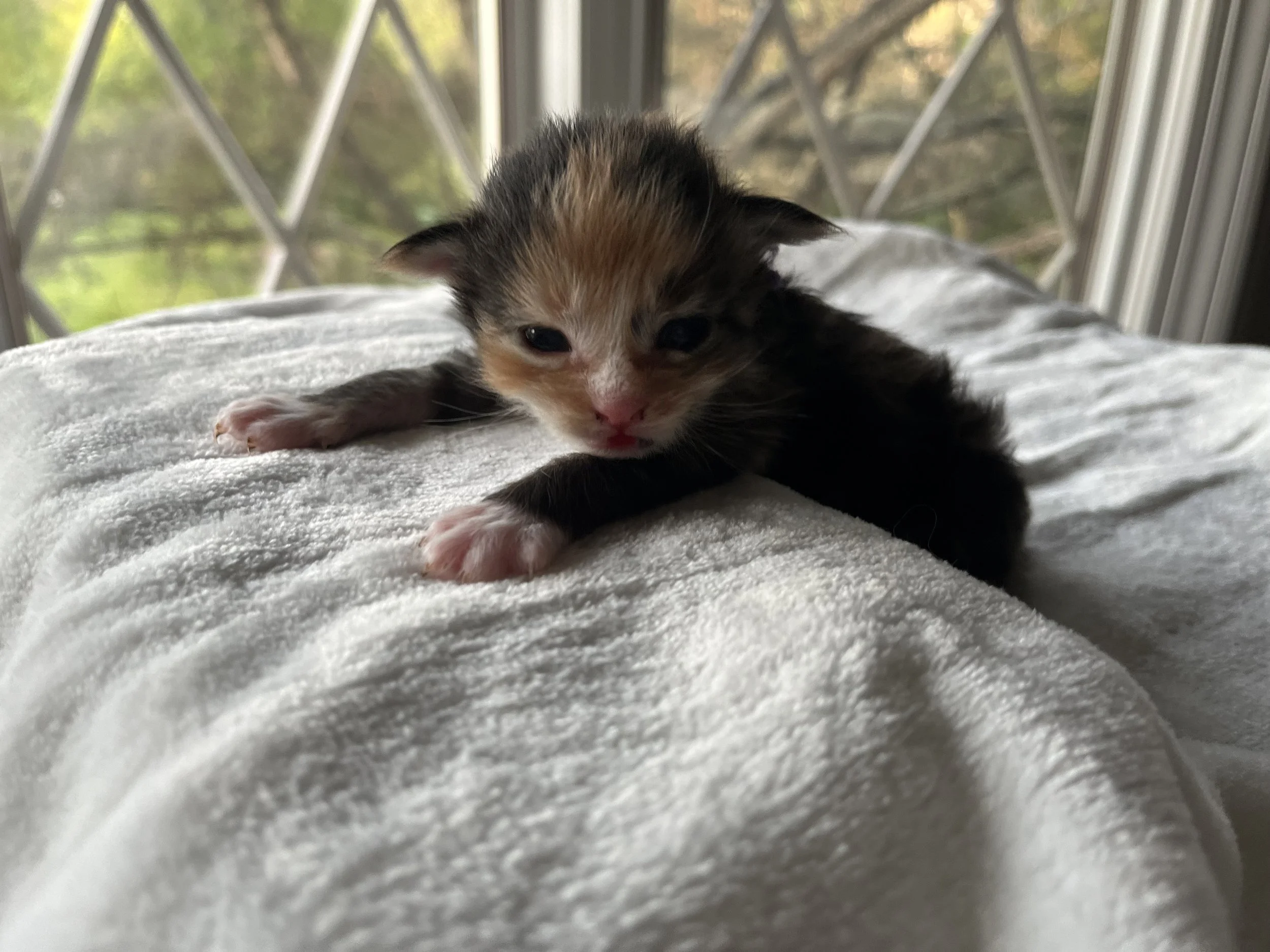 Jade- Calico Maine Coon 2 weeks old. Female