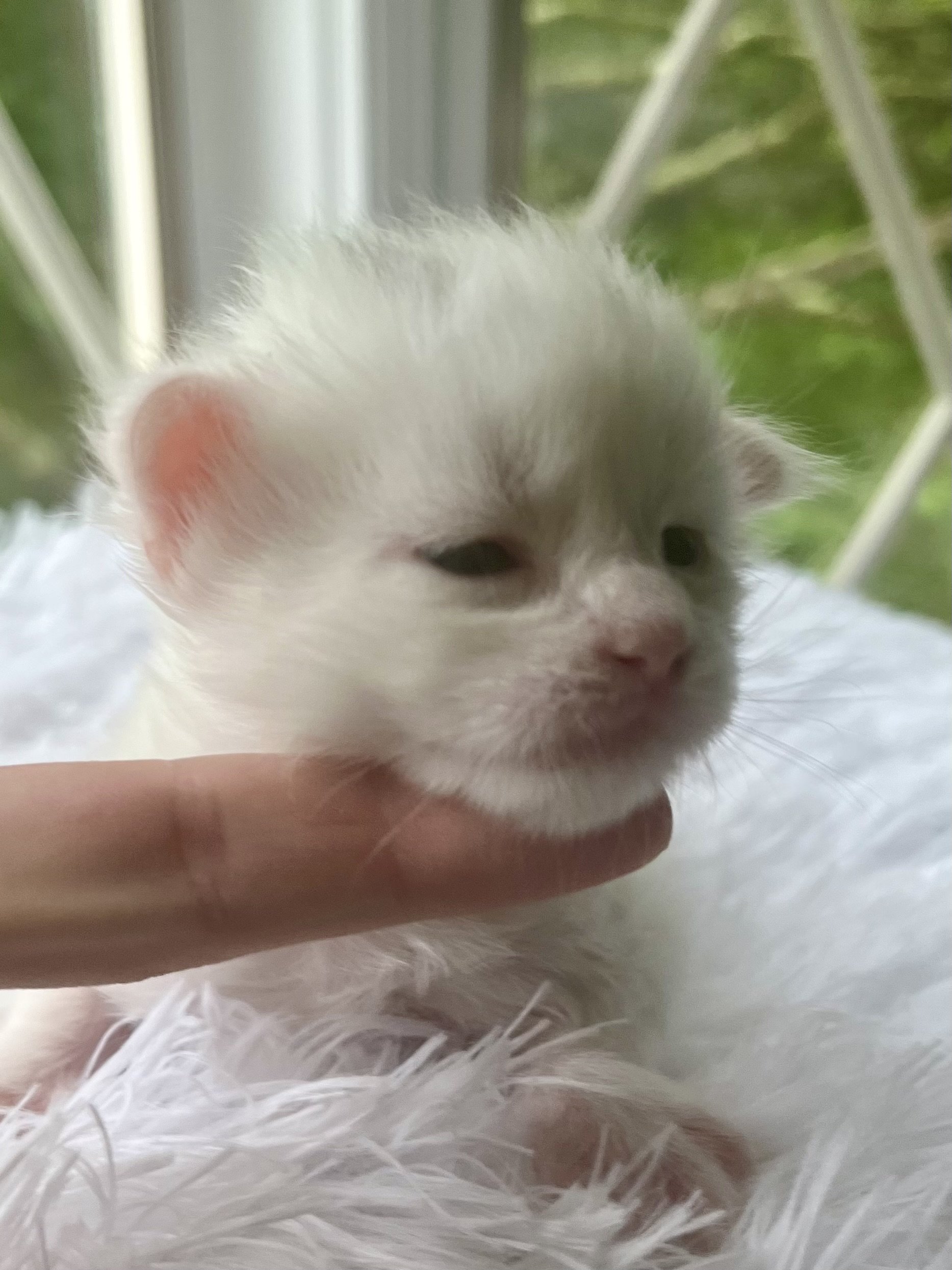Peppermint. Male White (masking blue) Maine Coon kitten- 3 weeks old. Born June 16, 2025 to Lola and Katahdin.