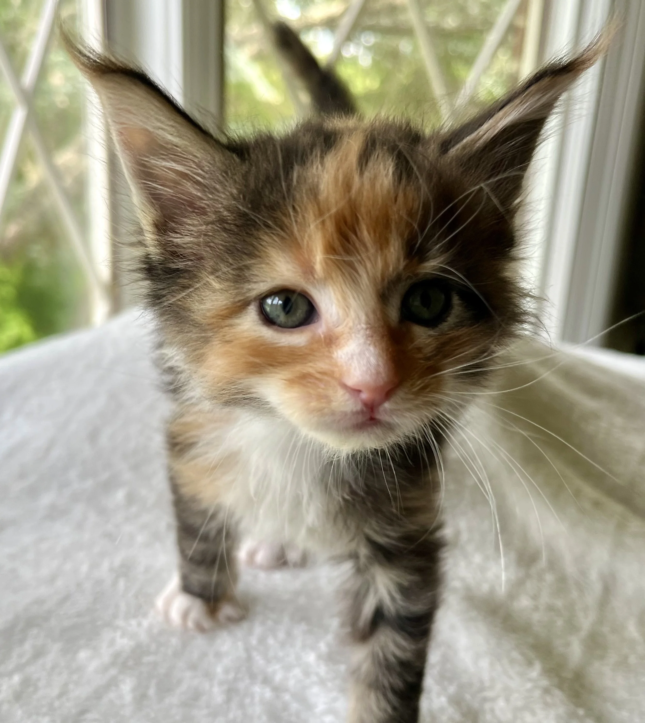 Jade- Calico Maine Coon 5 weeks old. Female