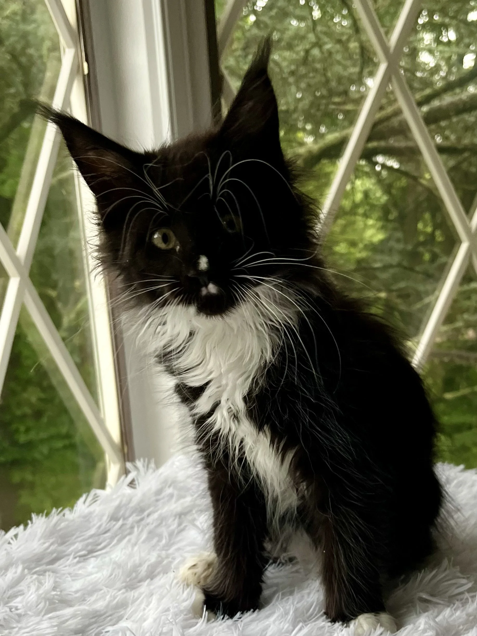 Onyx. Male Black and White Maine Coon kitten- 10 weeks old. Born April 12, 2025 to Ember and Katahdin.