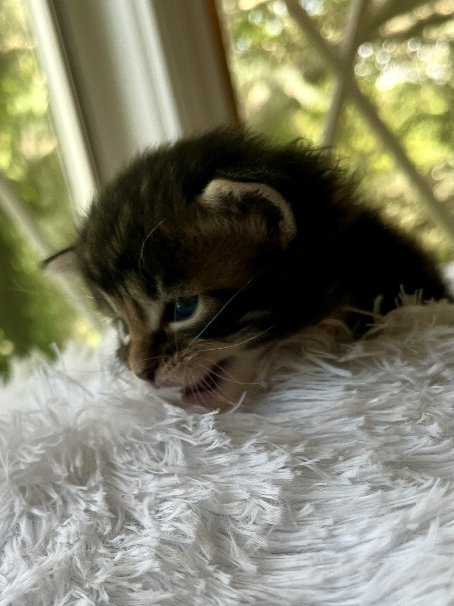 Rolo. Male Black/ Brown Tabby with White Maine Coon kitten- 4 weeks old. Born June 16, 2025 to Lola and Katahdin.