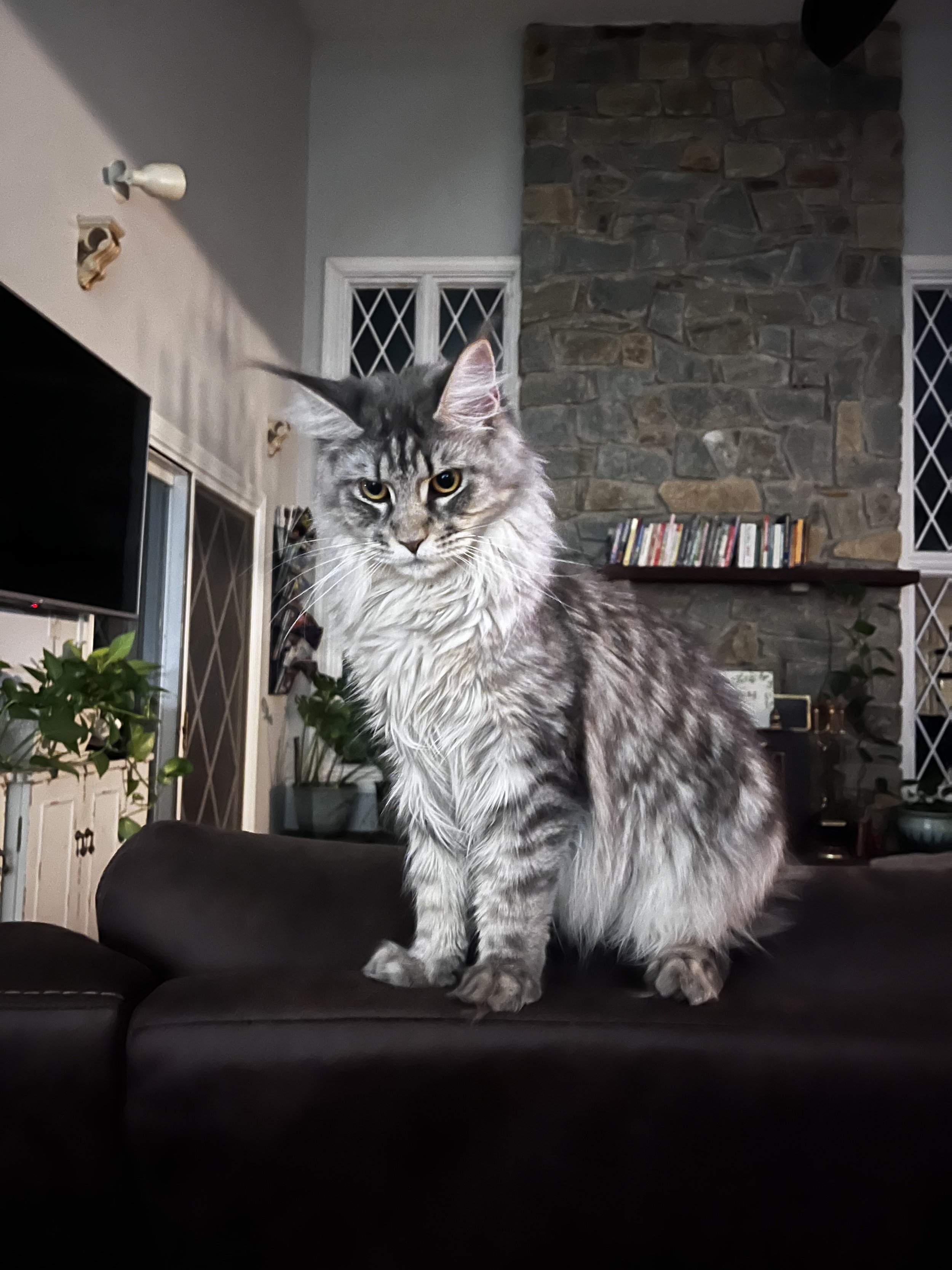 Chloe- Blue Mackerel Tabby