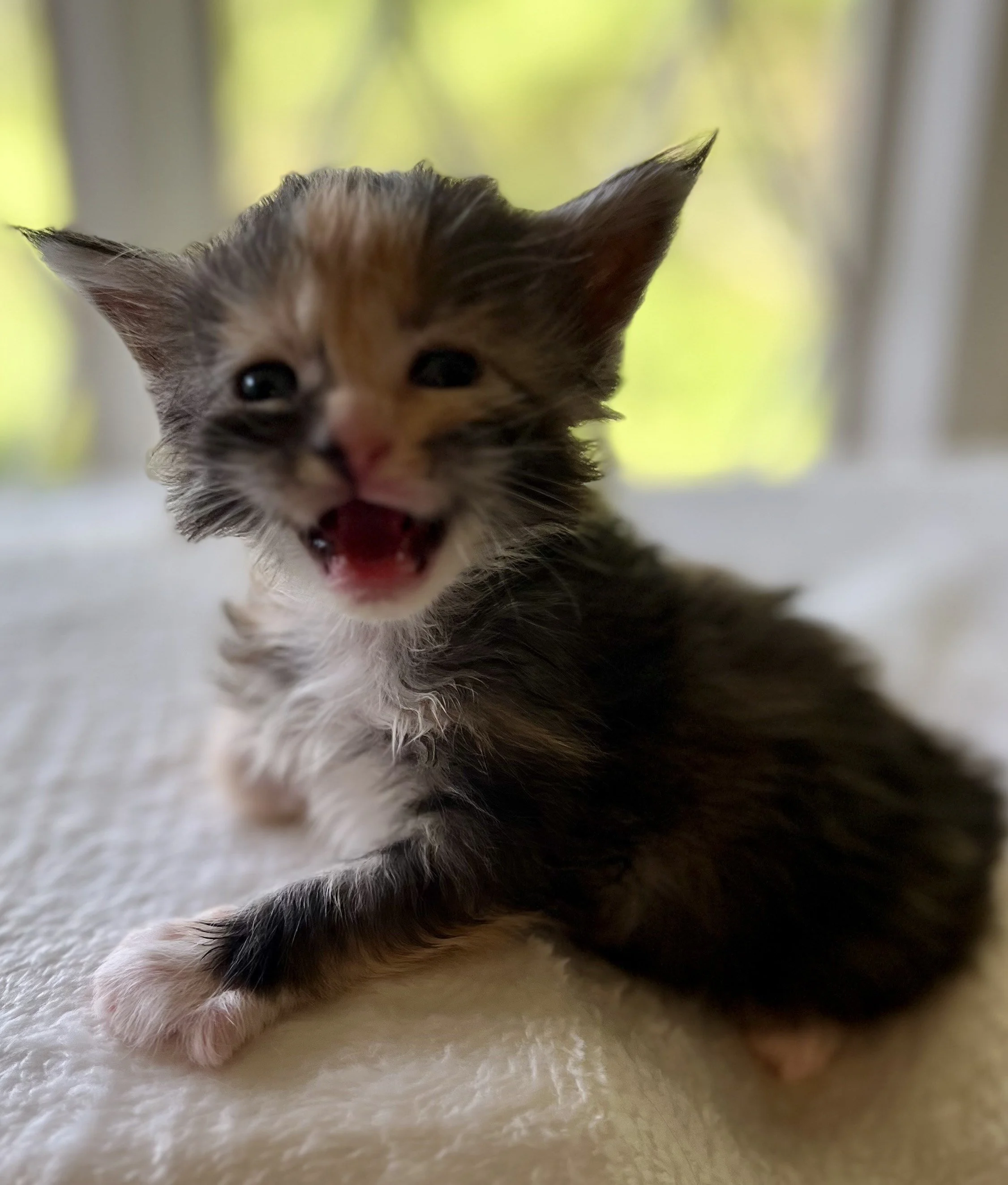 Sapphire. Female. Black Smoke Calico Maine Coon kitten- 3 weeks old. Born April 12, 2025 to Ember and Katahdin.