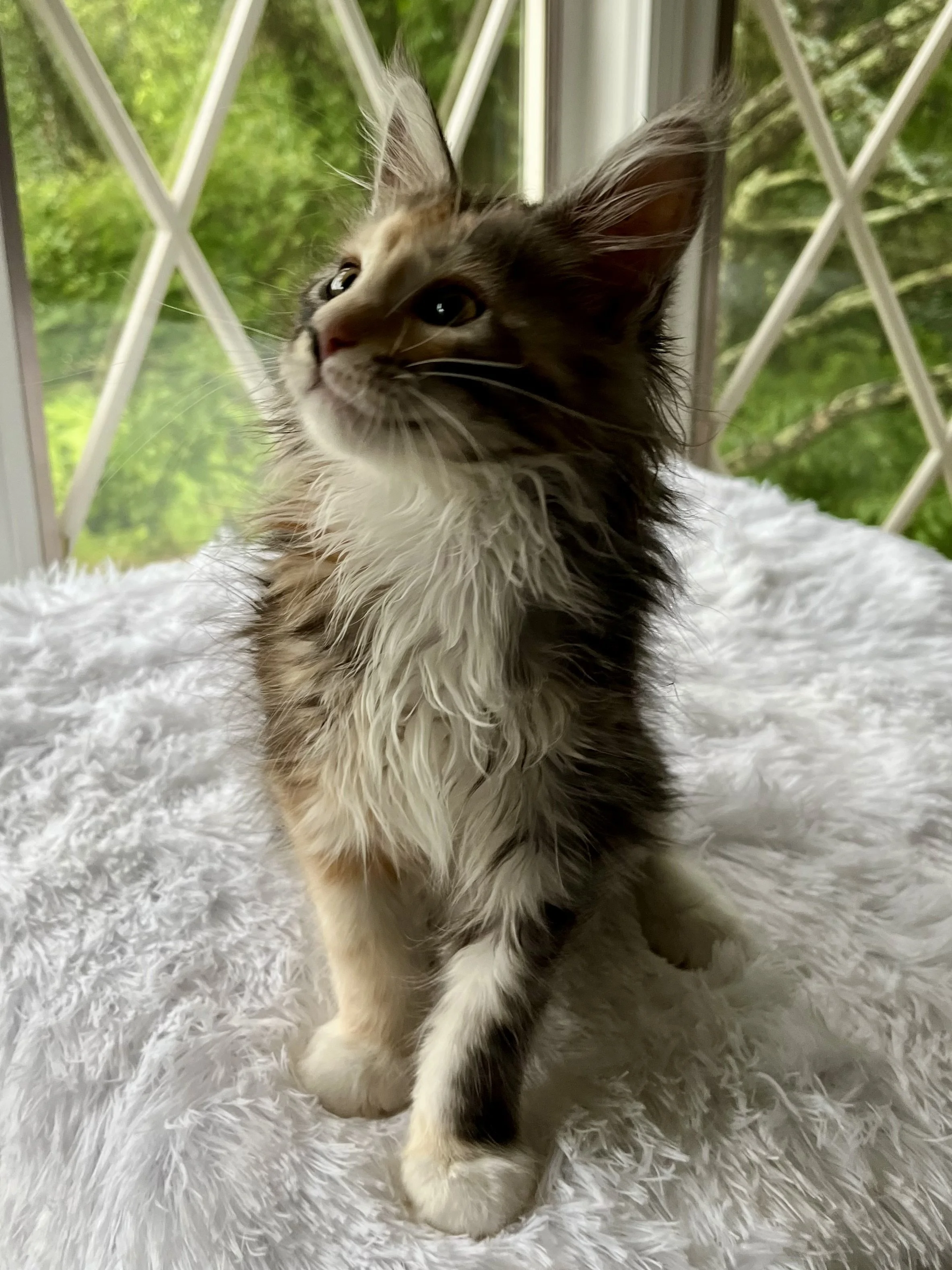 Sapphire. Female. Black Smoke Calico Maine Coon kitten- 10 weeks old. Born April 12, 2025 to Ember and Katahdin.