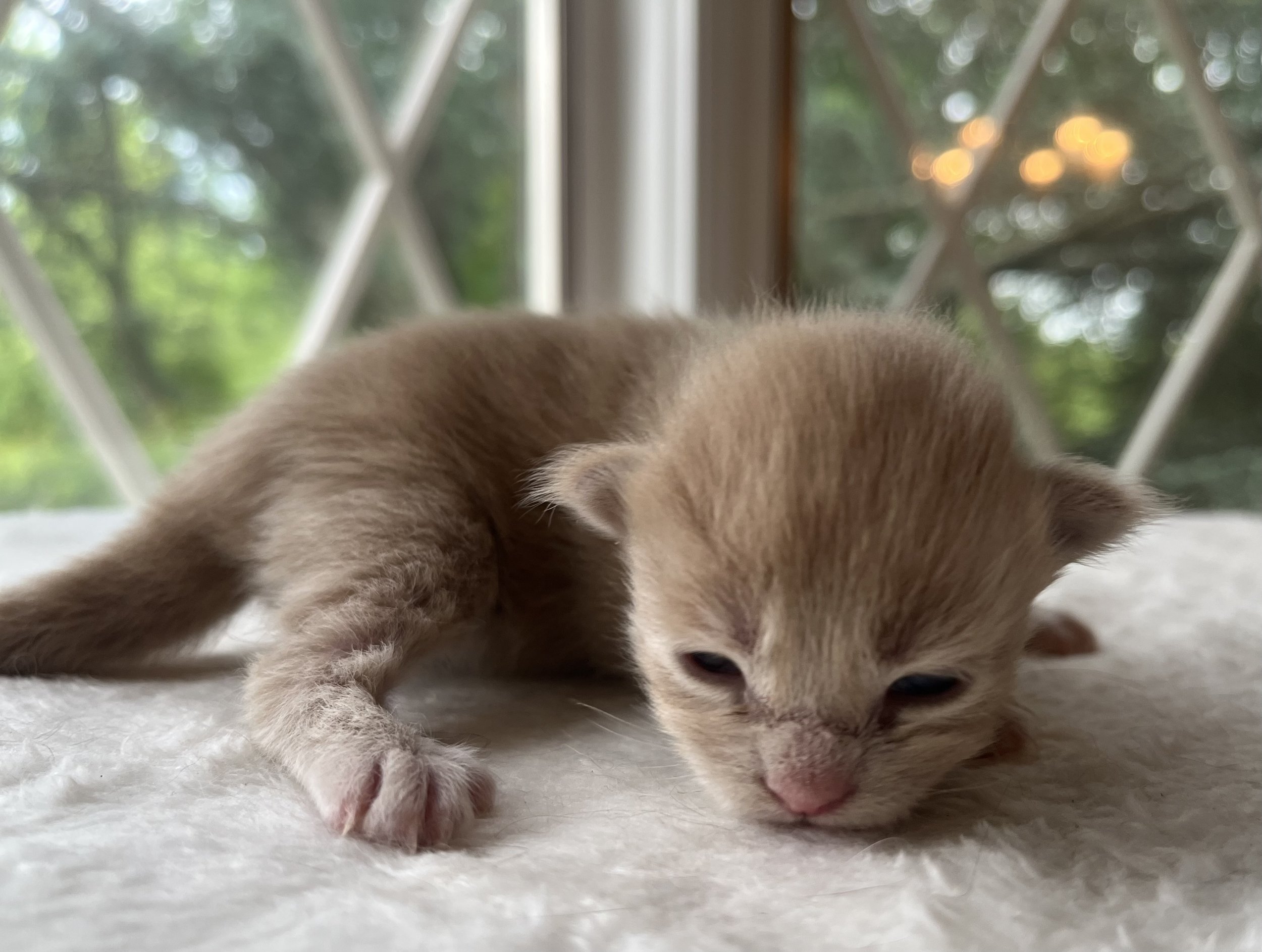 Sunny. Red male Maine Coon kitten- 2 weeks old. Born May 25, 2025 to Jenna and Katahdin.