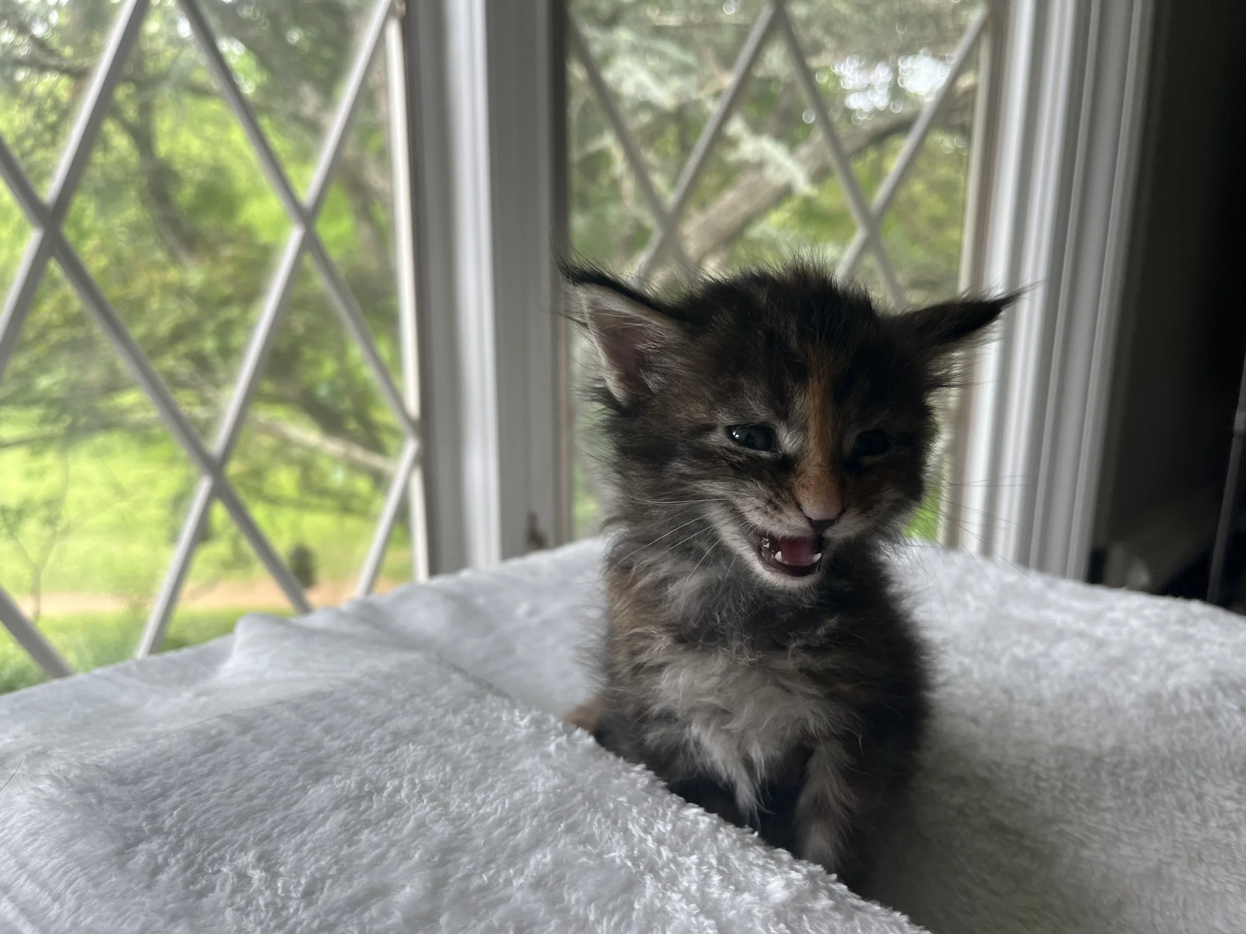 Garnet- Black Torbie Maine Coon- 4 weeks old- Female
