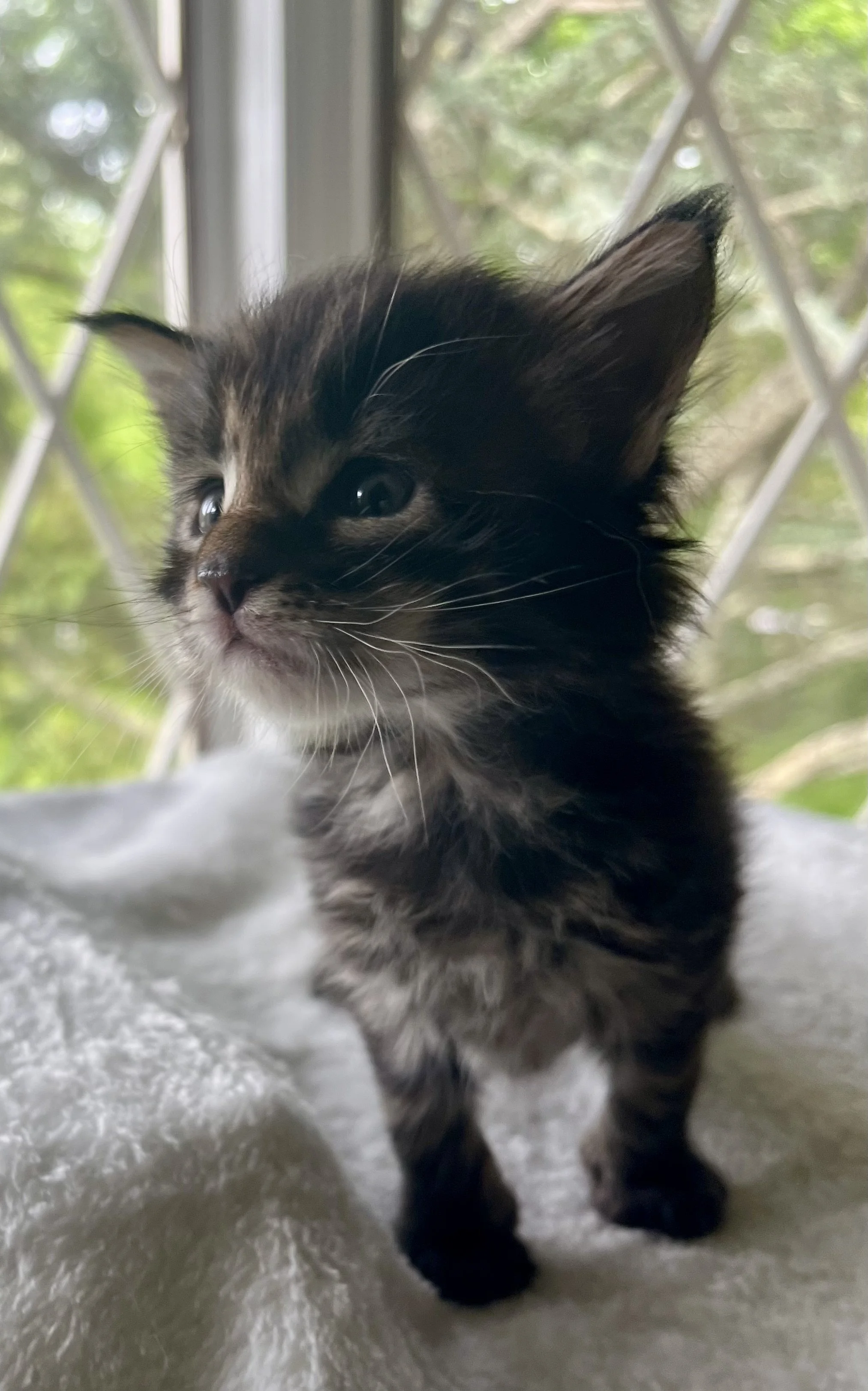 Flint- Black Classic Tabby Maine Coon- 4 weeks old