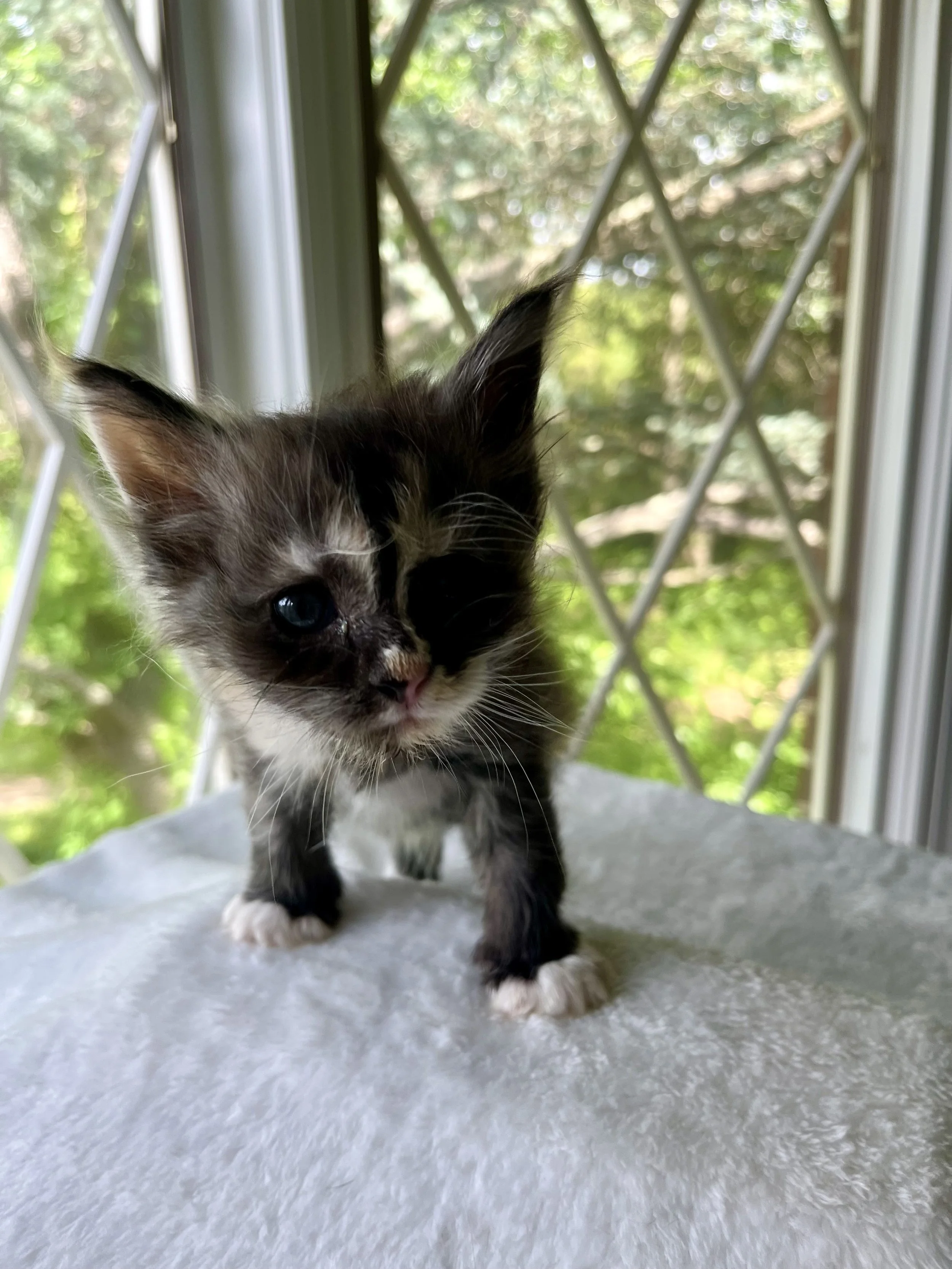 Pearl: Female. Black Smoke Calico Maine Coon kitten- 5 weeks old. Born April 12, 2025 to Ember and Katahdin.