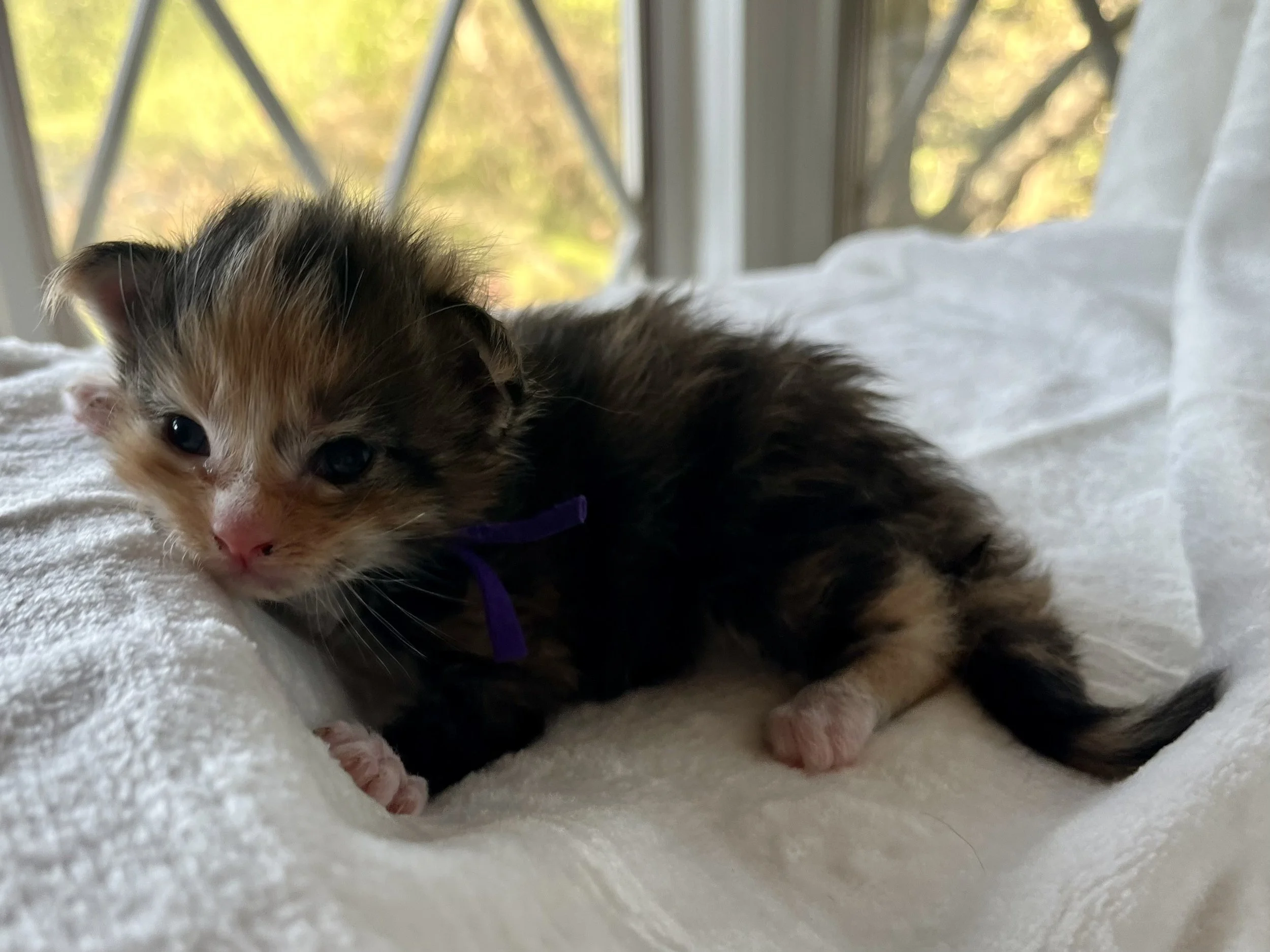Jade- Calico Maine Coon 2 weeks old. Female