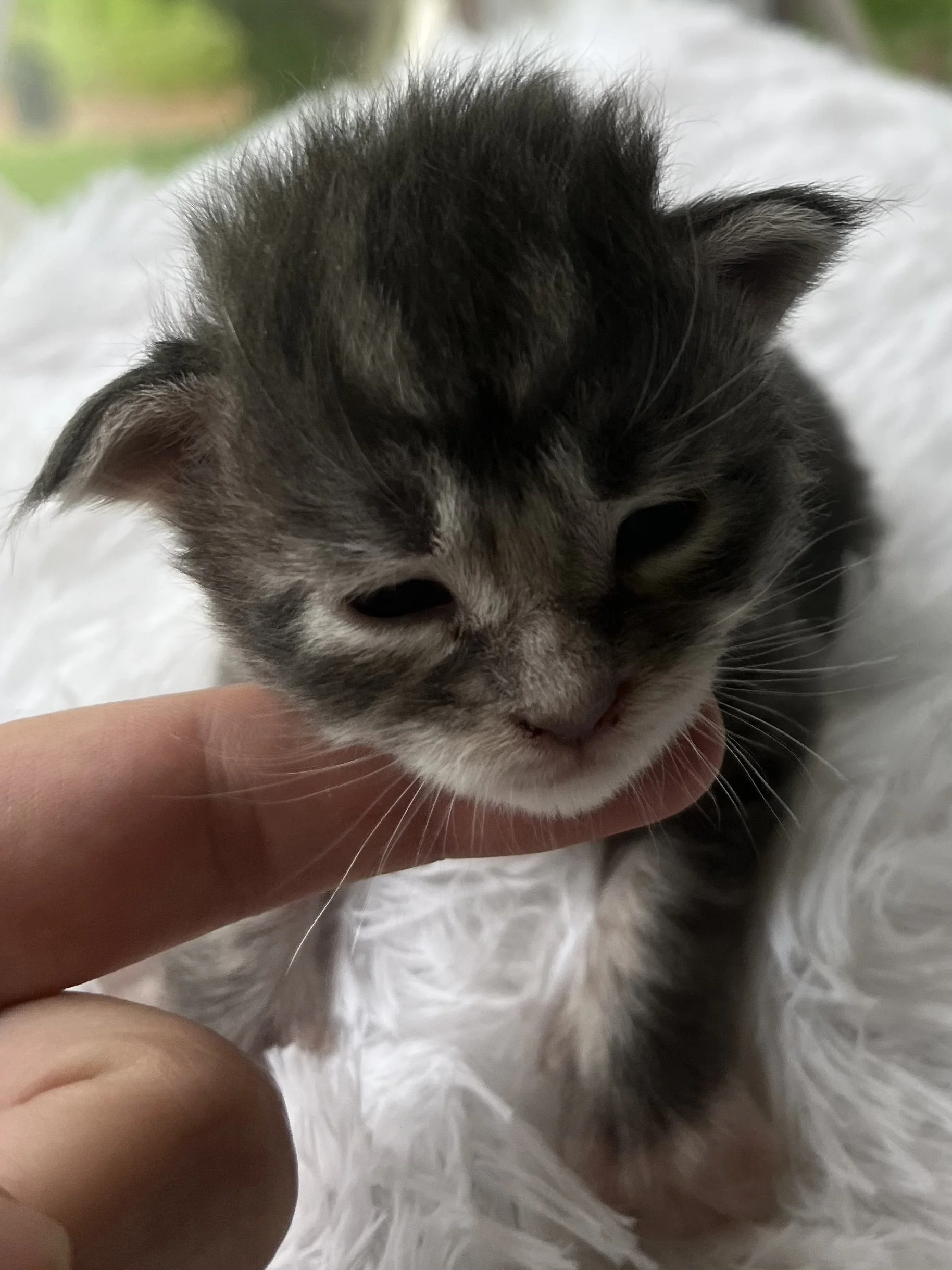 Lolly. Male Blue Tabby Maine Coon kitten- 3 weeks old. Born June 16, 2025 to Lola and Katahdin.