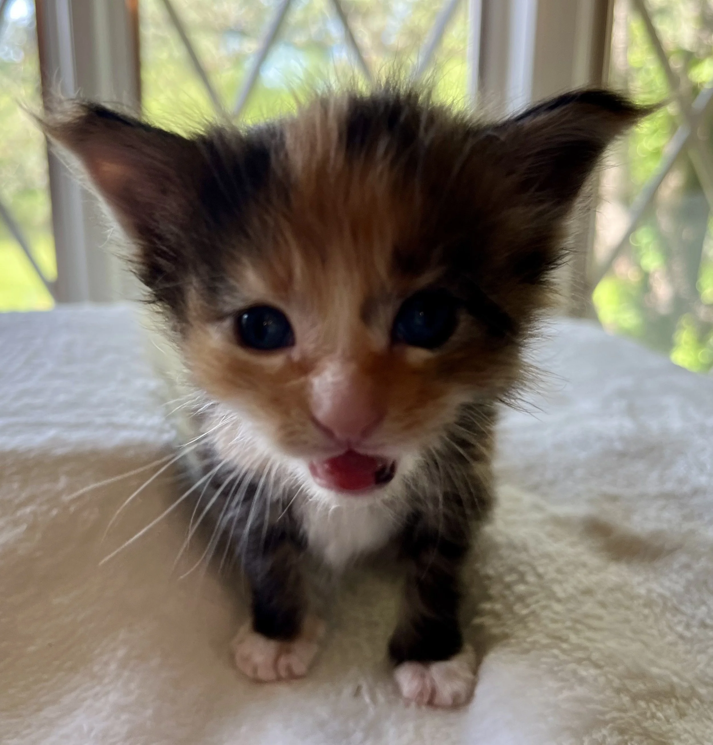 Jade- Calico Maine Coon 3 weeks old. Female