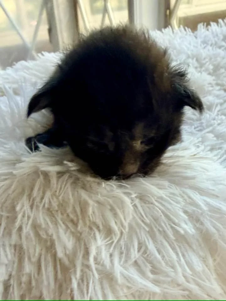 Pippin, 2 weeks old