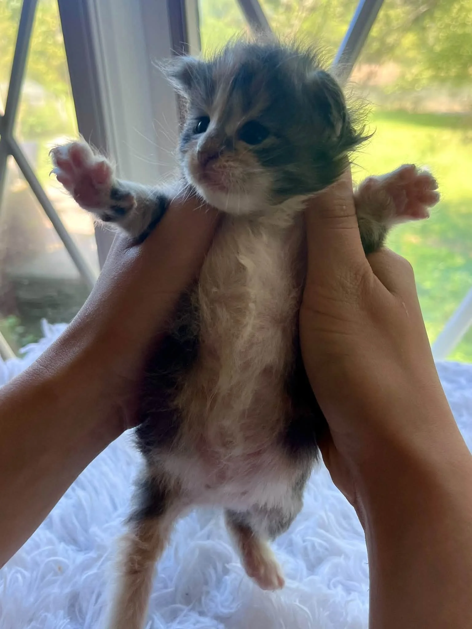Buttercup 2 weeks