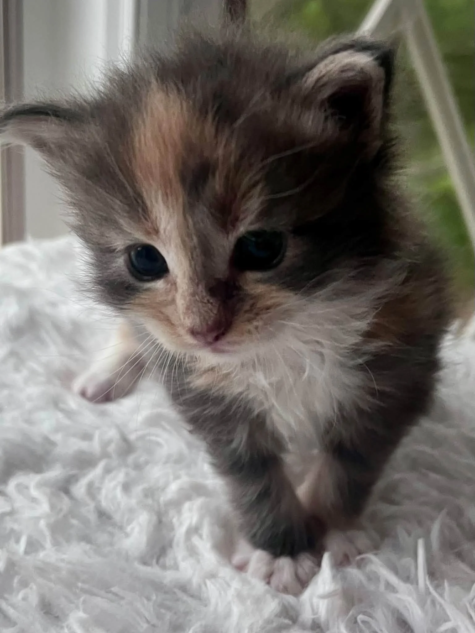 Buttercup 4 weeks