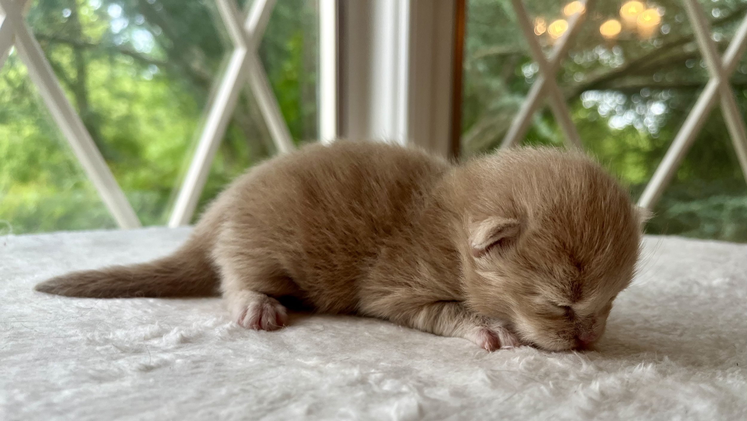 Sunny. Red male Maine Coon kitten- 2 weeks old. Born May 25, 2025 to Jenna and Katahdin.