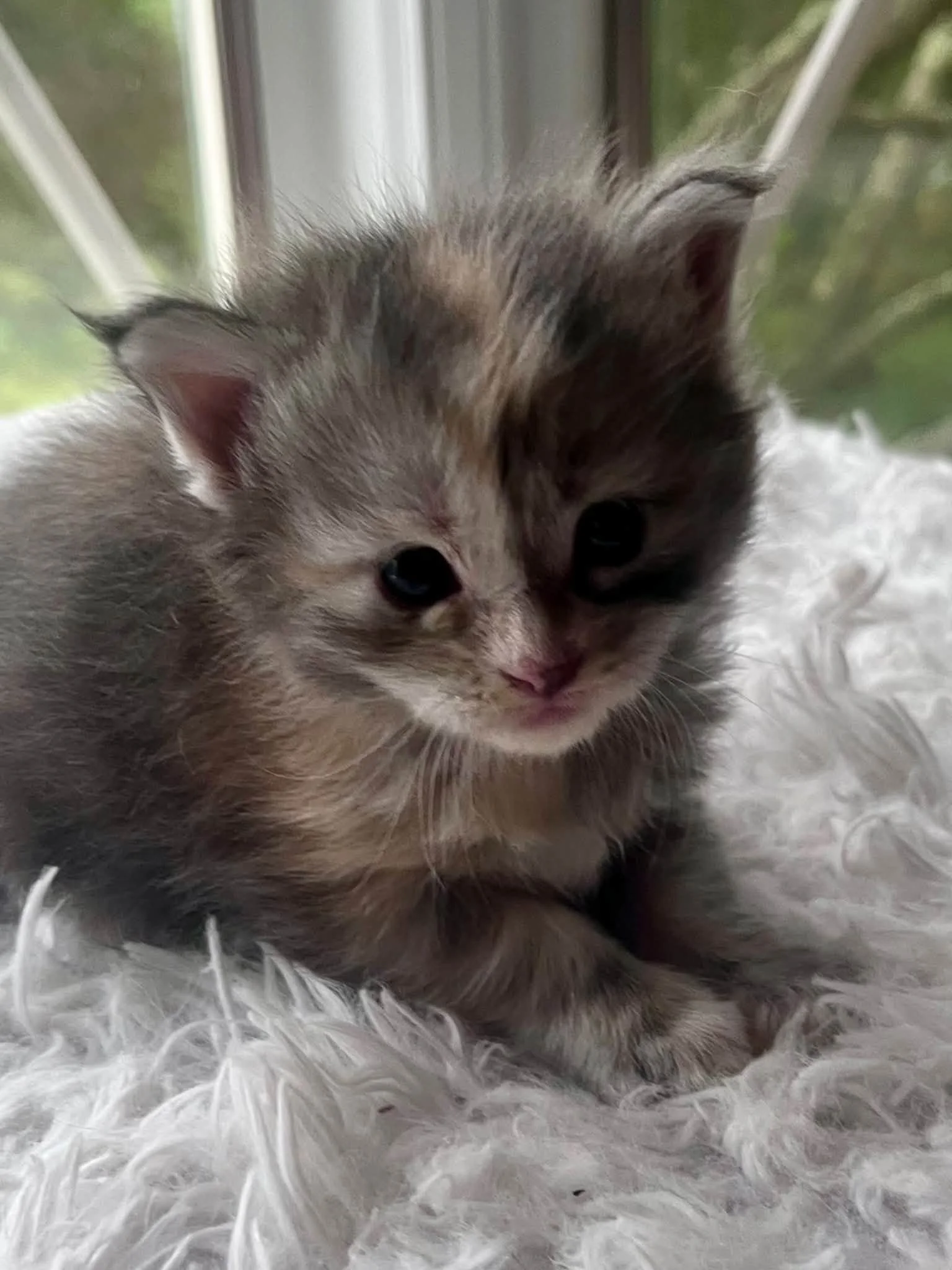 Honeynut 4 weeks
