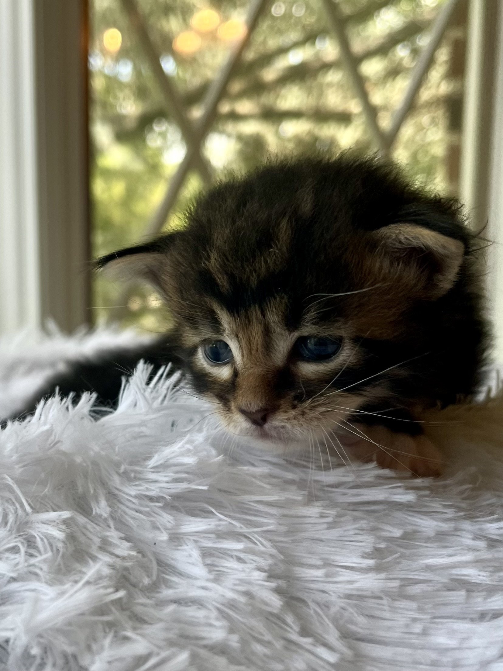 Rolo. Male Black/ Brown Tabby with White Maine Coon kitten- 4 weeks old. Born June 16, 2025 to Lola and Katahdin.