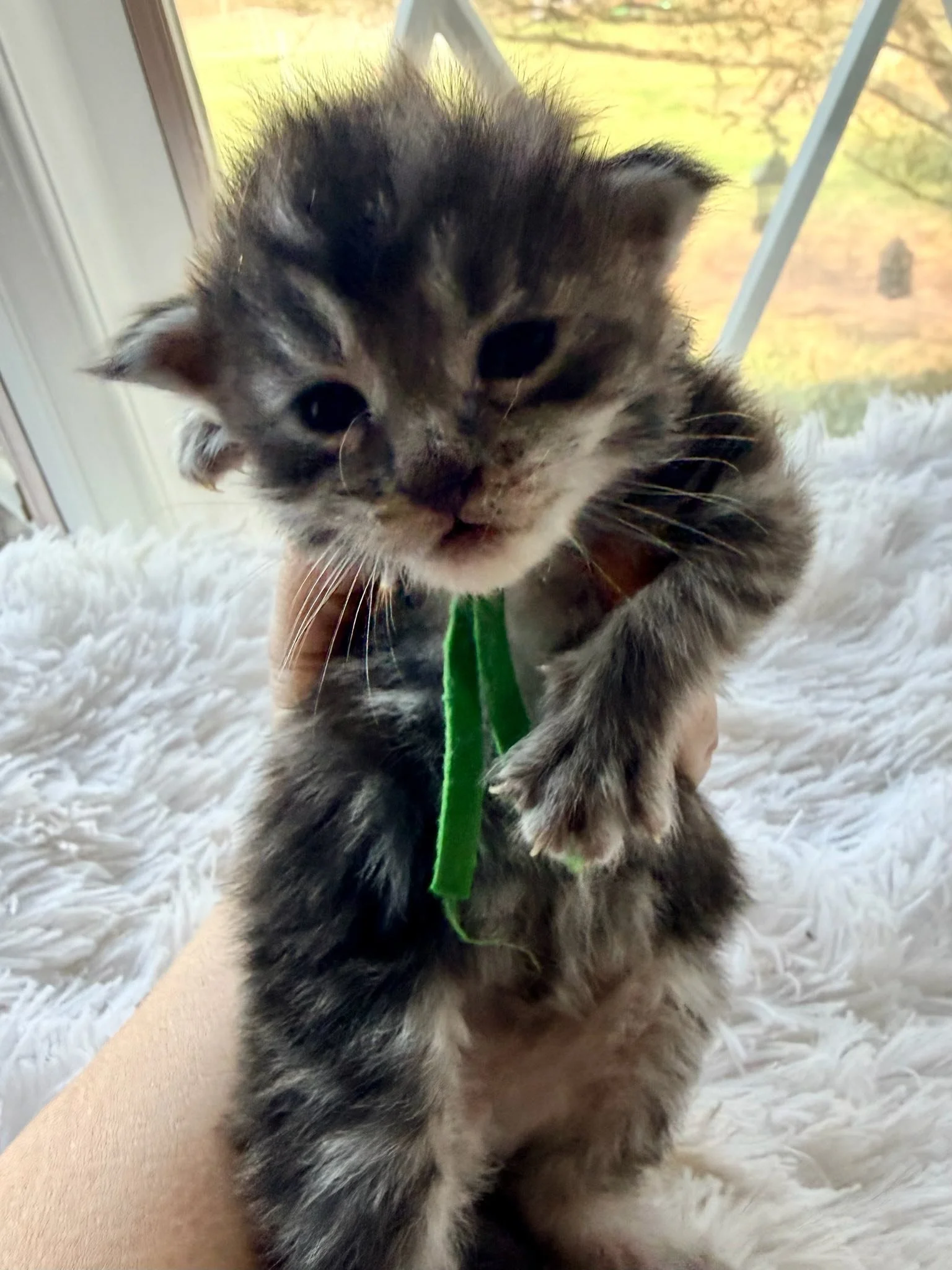 Cortland, Boy, Black & Silver Tabby