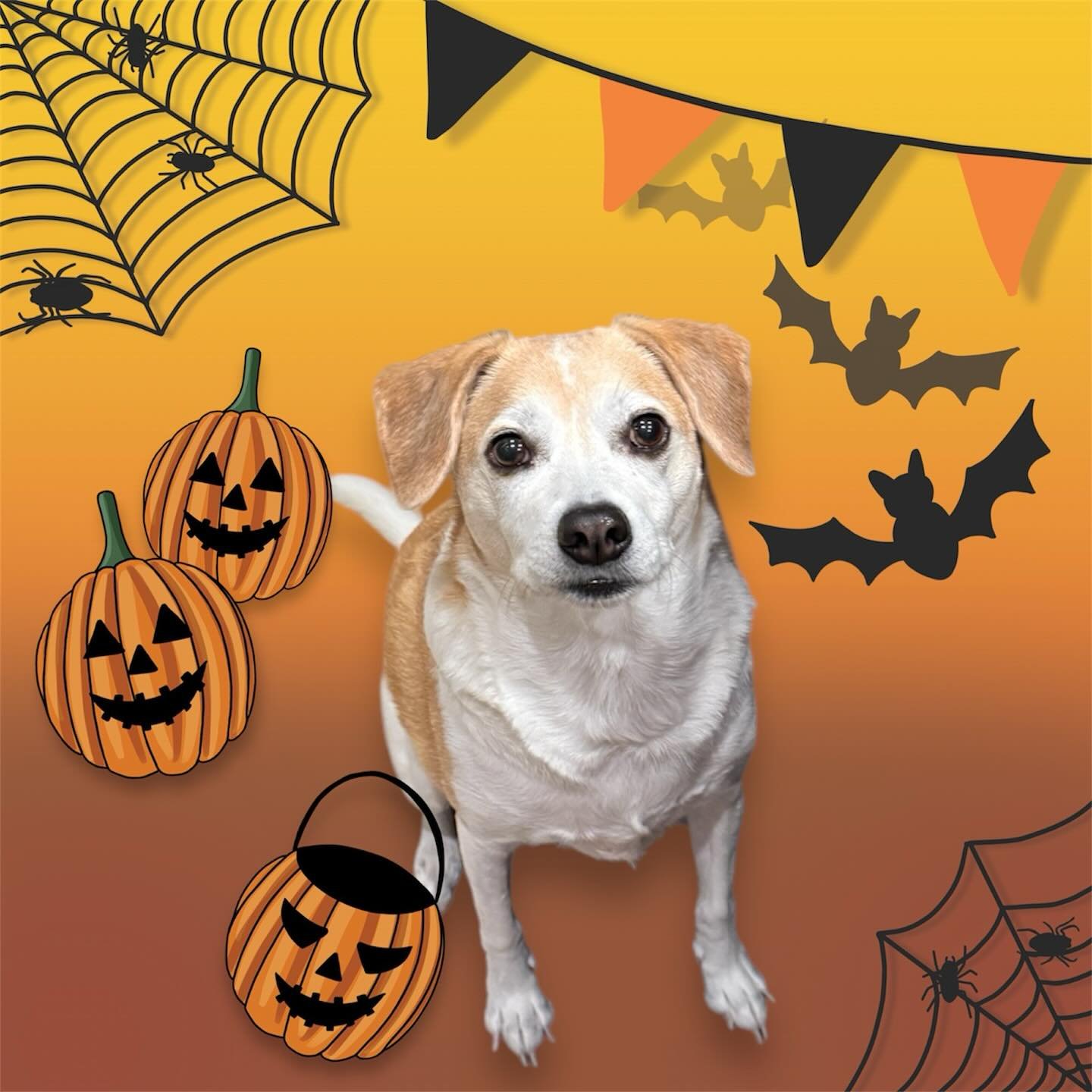 Buddy 🎃