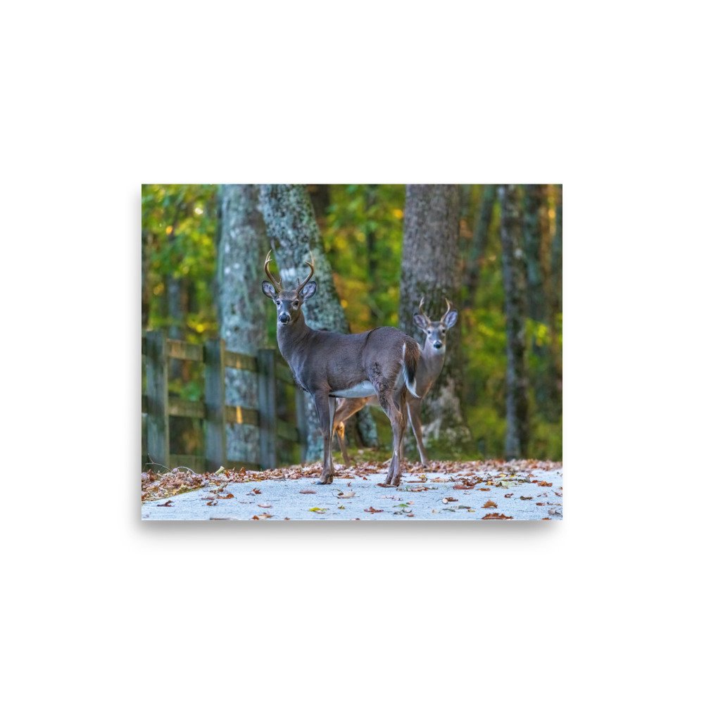 enhanced-matte-paper-poster-(in)-8x10-front-67a805034efd2.jpg