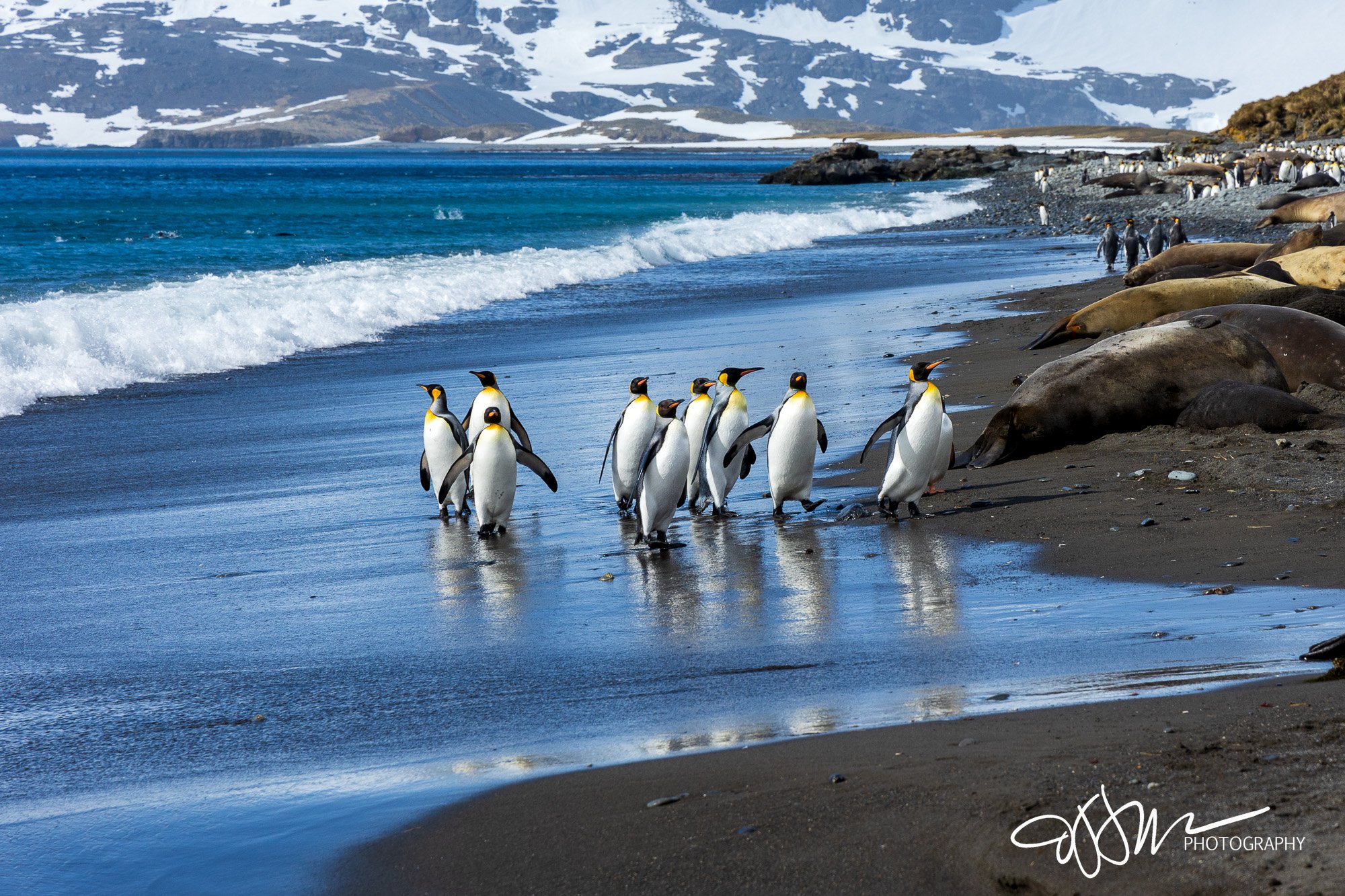 King Penguins South Georgia