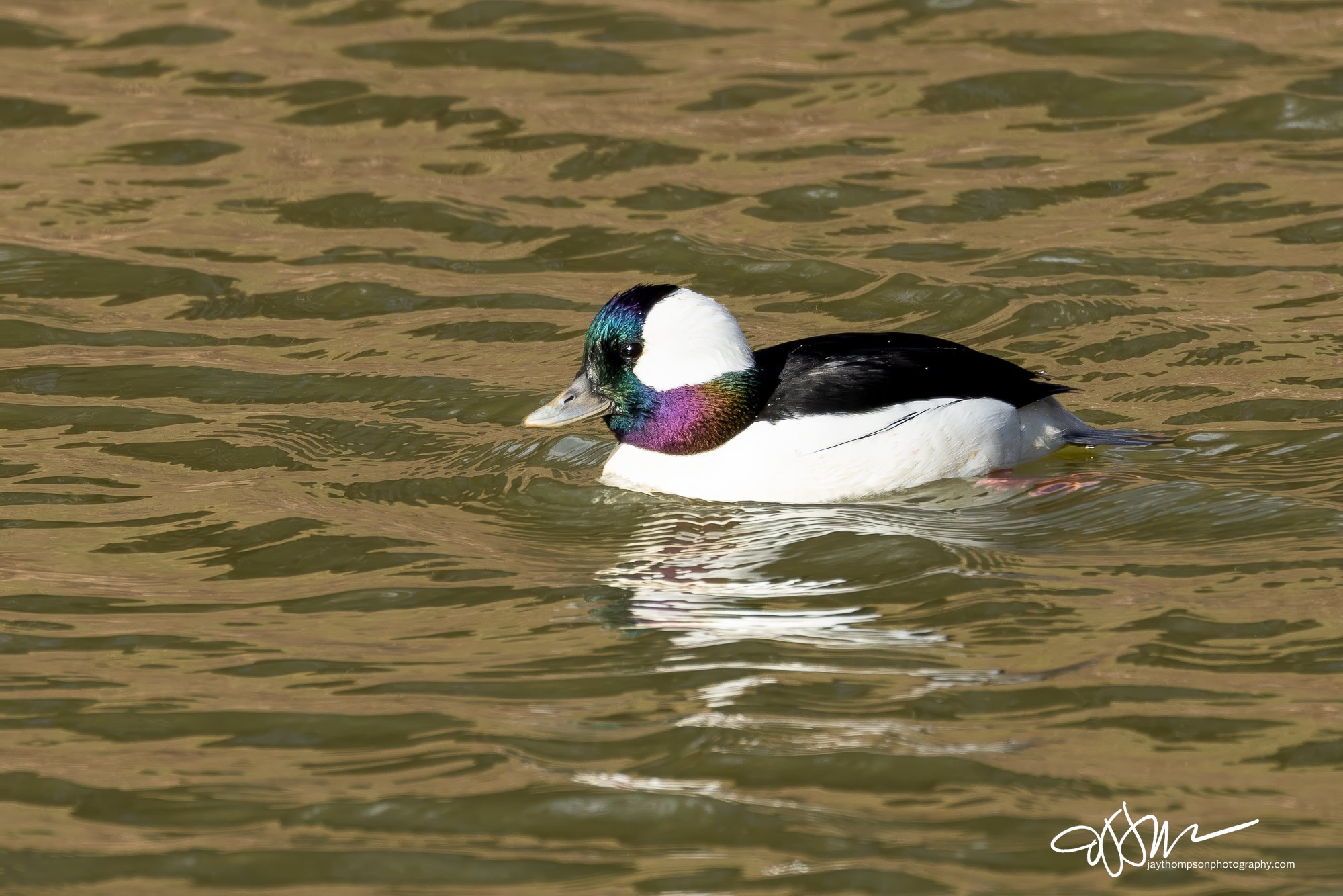 Bufflehead Duck