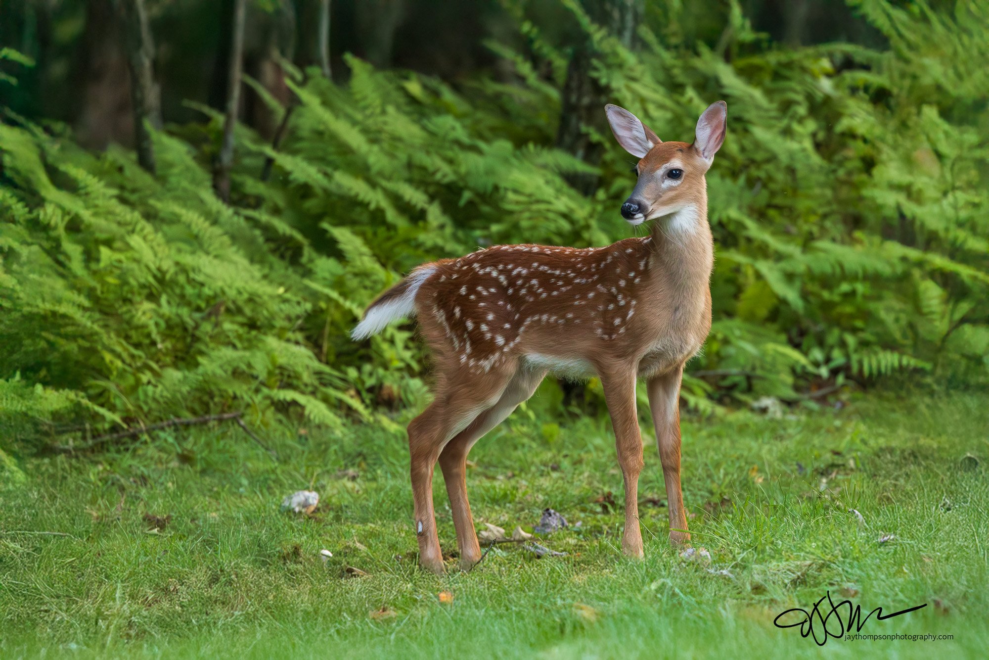 Fawn