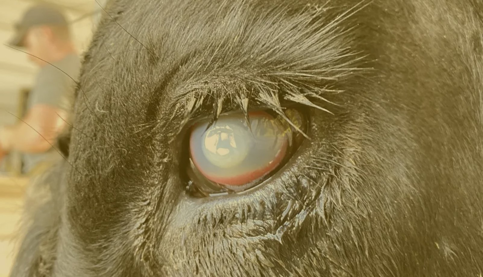 Pinkeye