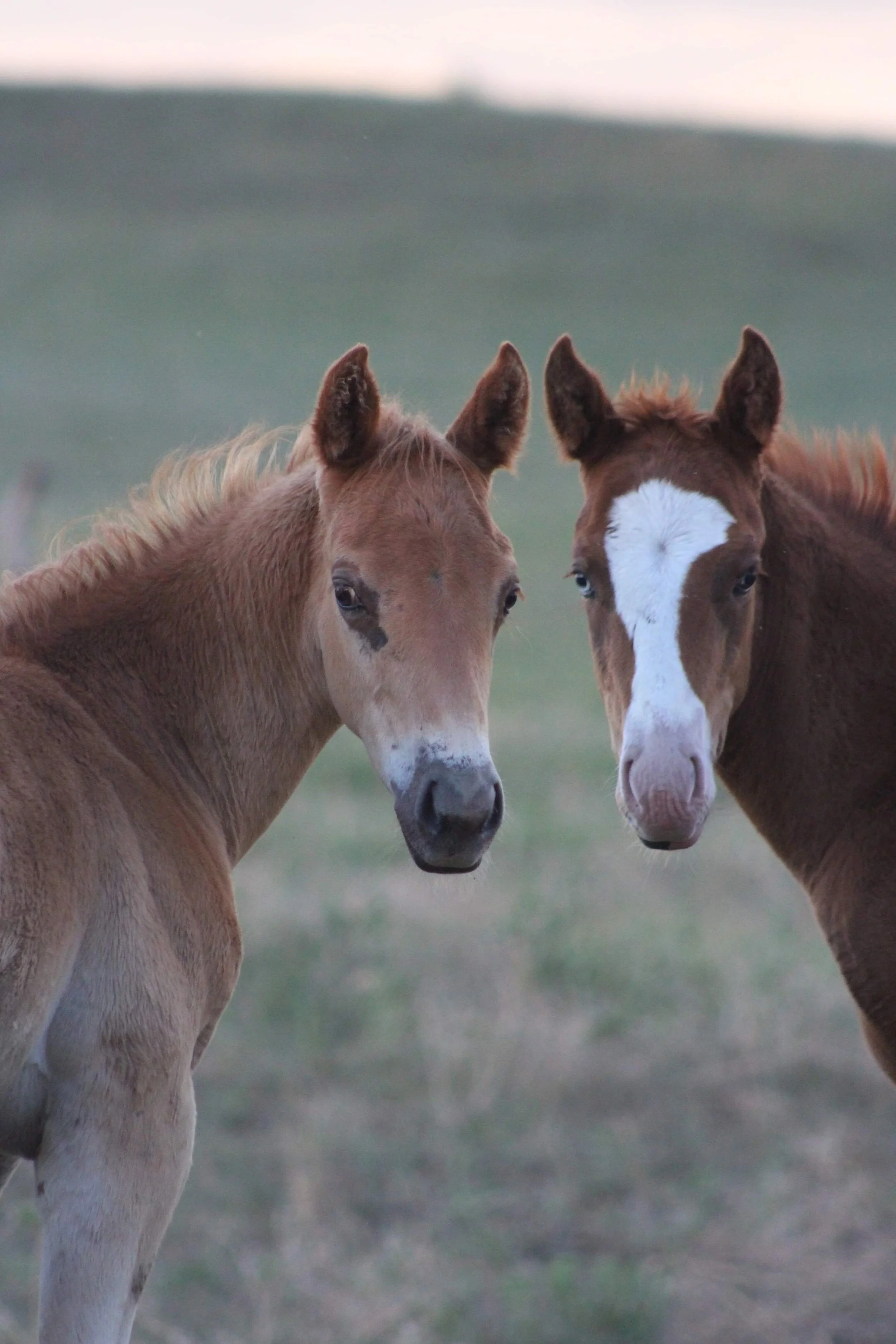 Colt Starting & Training — Money Maker Performance Horses