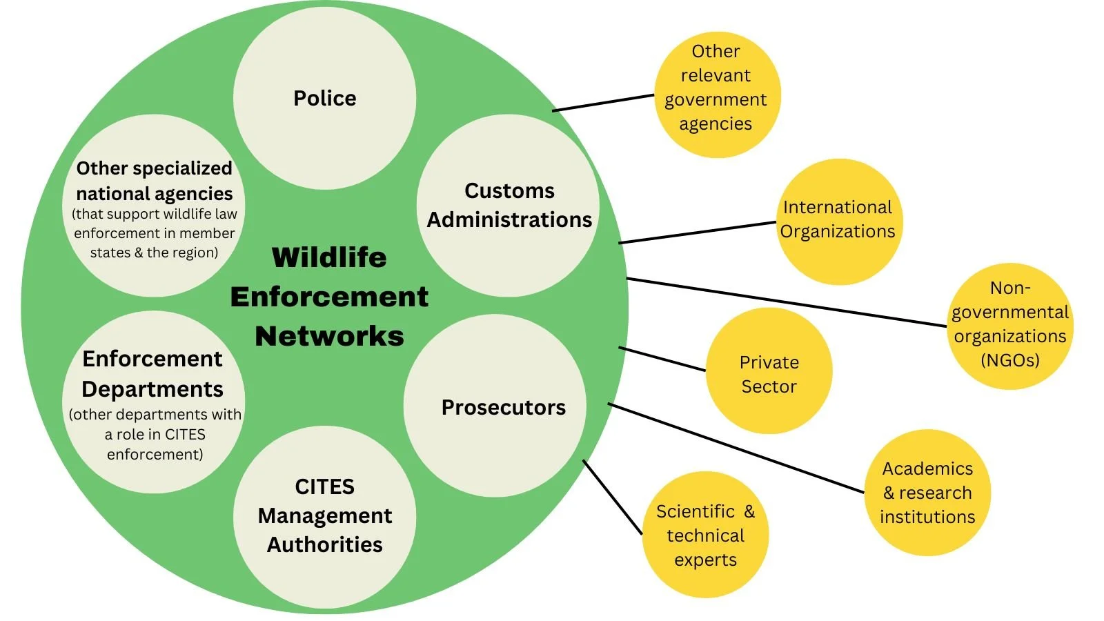 What is a Wildlife Enforcement Network?
