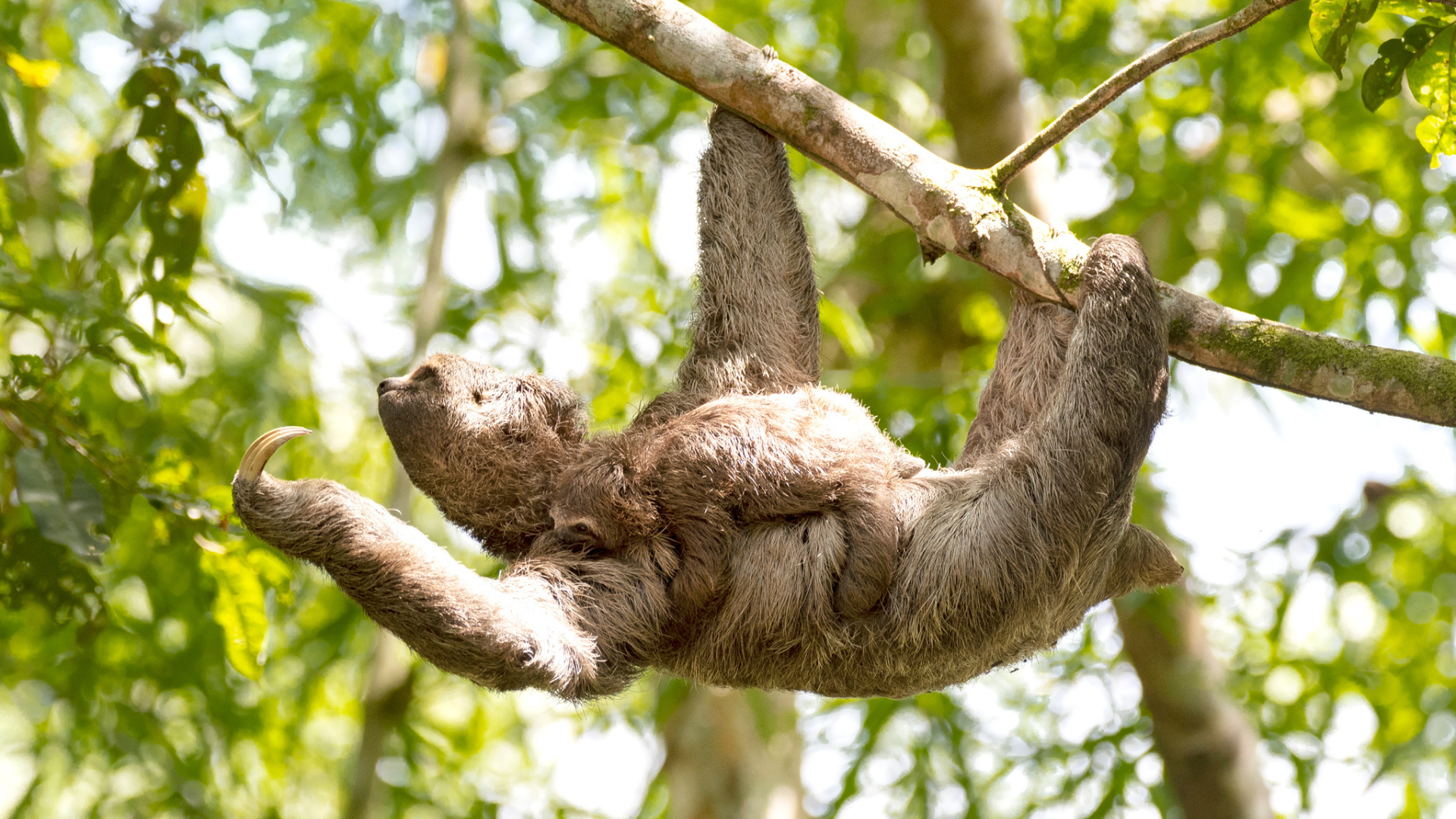 Sommet mondial United for Wildlife 2025