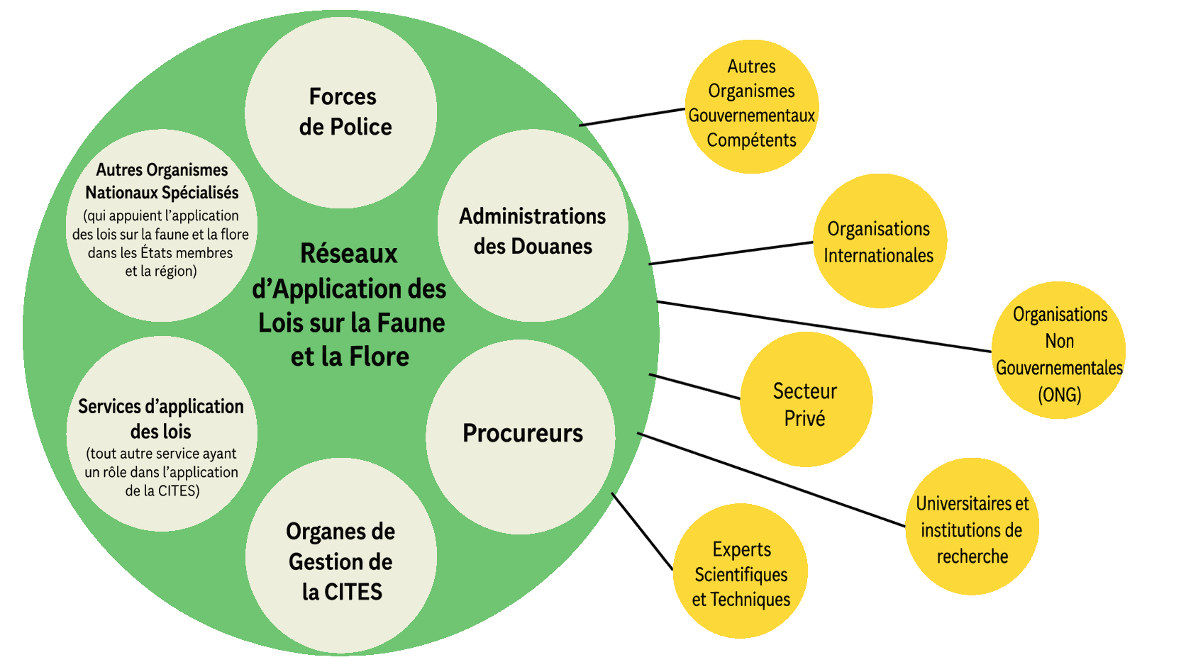 Qu’est-ce qu’un réseau d’application des lois sur la faune et la flore ?