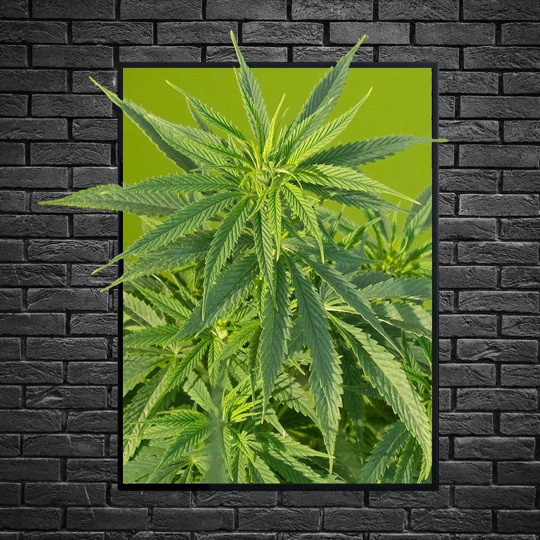 That&rsquo;s a pretty plant! I&rsquo;d frame that plant 🌳
.
.
.
.
.
#cannabisdesign&nbsp;#cannabisculture&nbsp;#cannabisindustry&nbsp;#cannabisapparel&nbsp;#cannabiscontent&nbsp;#cannabislife&nbsp;#cannalife&nbsp;#freelancedesigner&nbsp;#brandingdes